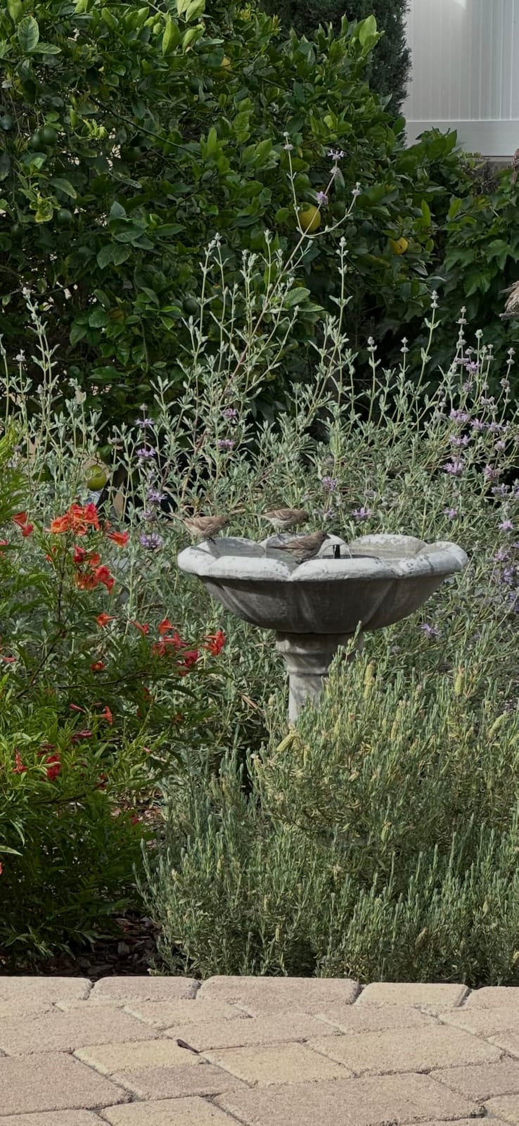 Solar Fountain Water Pump for Bird Bath, Floating Solar Powered Water Fountain Pump for Bird Bath, Garden, Pond, Pool, Outdoor (1.4W) customer photo 2