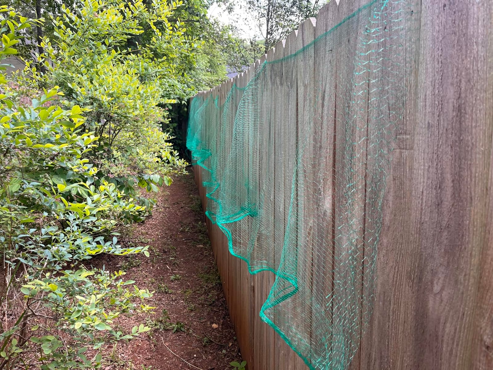 Ruolan Bird Netting for Garden Protect Vegetable Plants and Fruit Trees13X20Ft,Plastic Trellis Netting for Birds, Deer,Squirrels and Other Animals customer photo 2