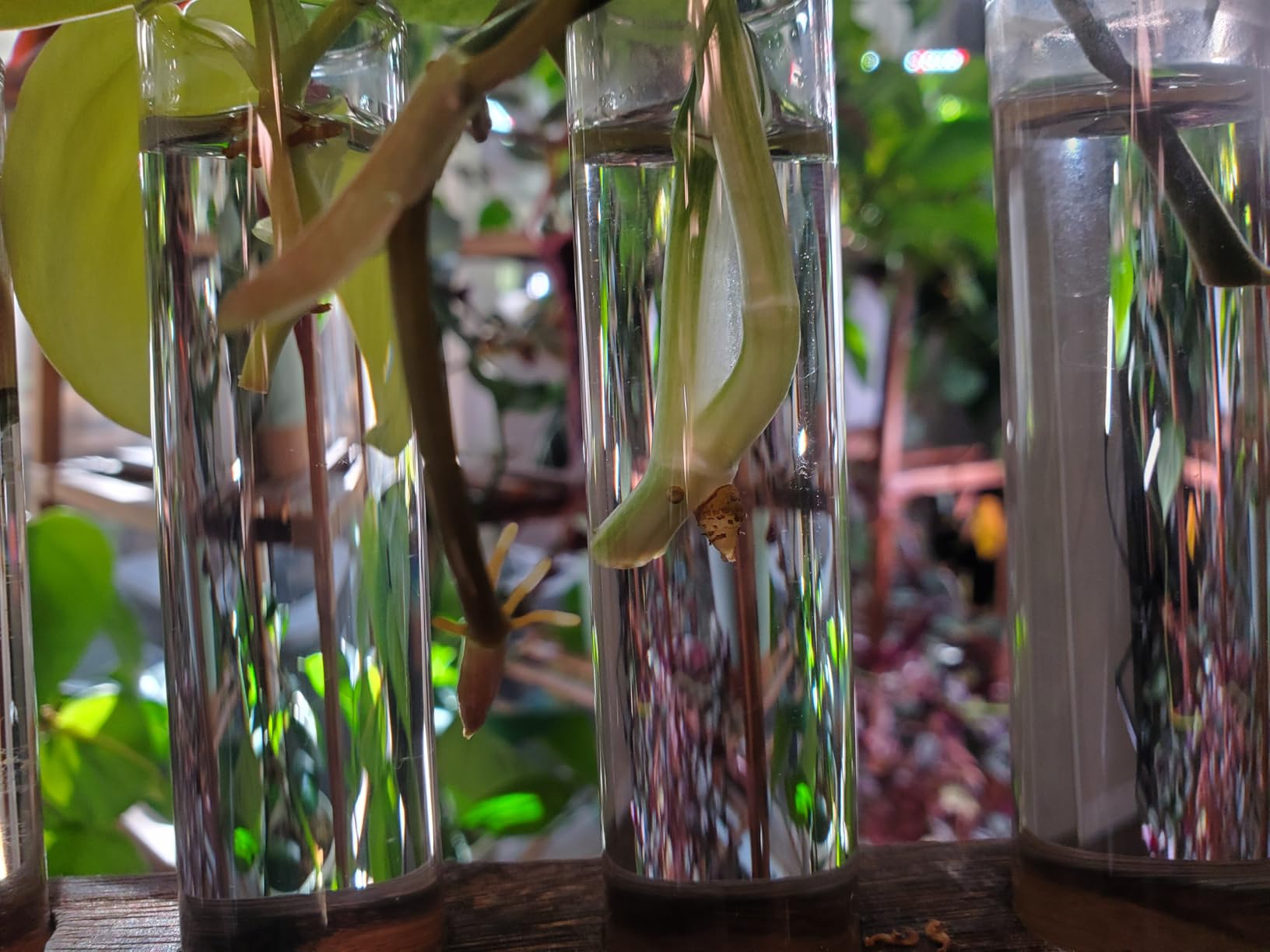 Plant Propagation Station, Plants Propagation Tubes customer photo 2