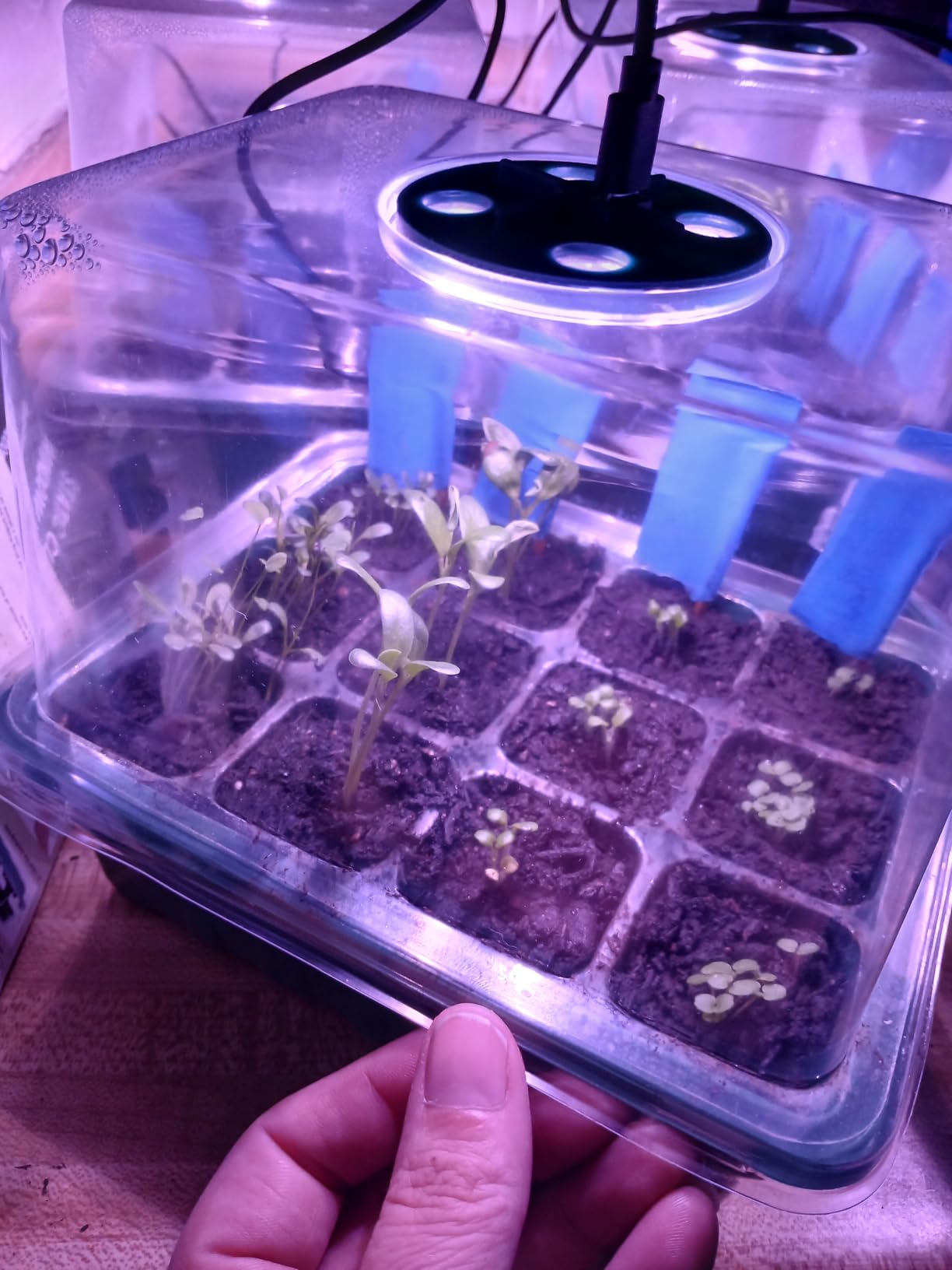 Seed Starter Tray with Light, 6PCS Seed Starter Kit with Grow Light, Seedling Starter Trays with Humidity Domes, Covers Height 3.9