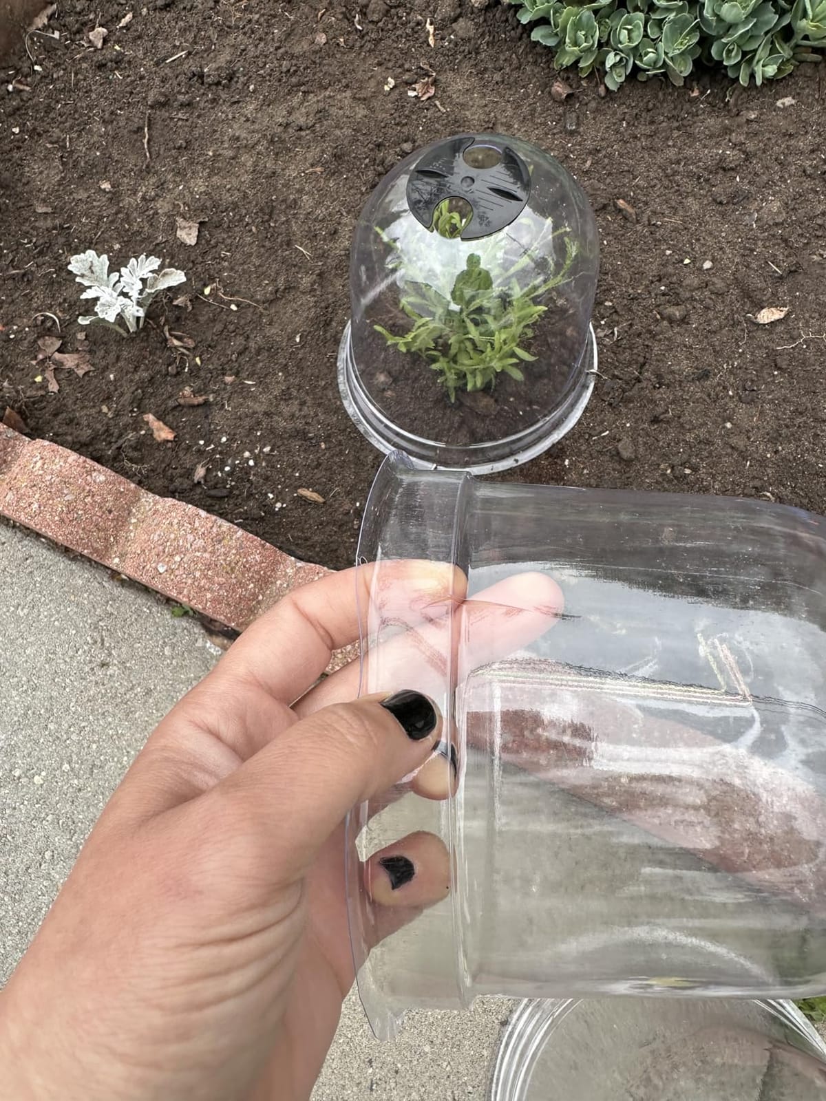 MorTime 6 Pack Garden Cloche Plant Dome, 7.3