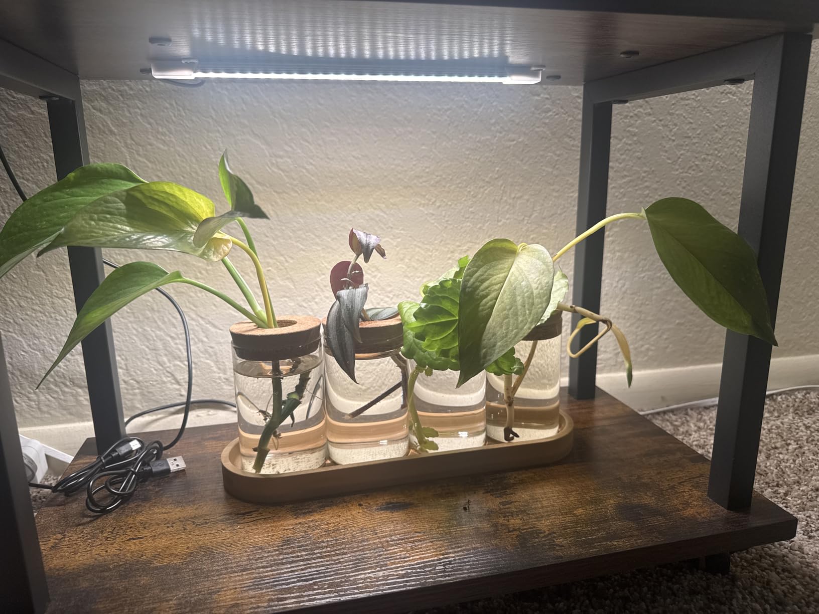 Dahey Plant Propagation Stations, 3 Pcs Glass Vases with Wooden Stand & Lid customer photo 1