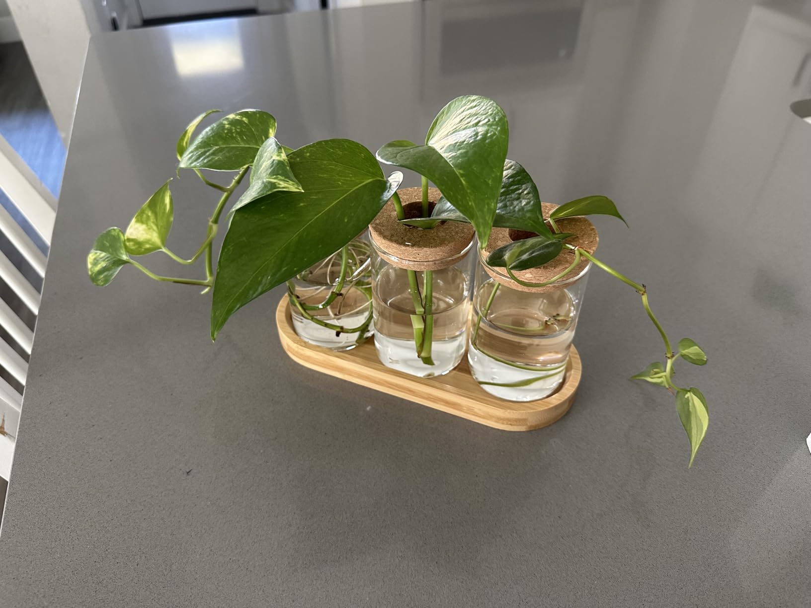 Dahey Plant Propagation Stations, 3 Pcs Glass Vases with Wooden Stand & Lid customer photo 2
