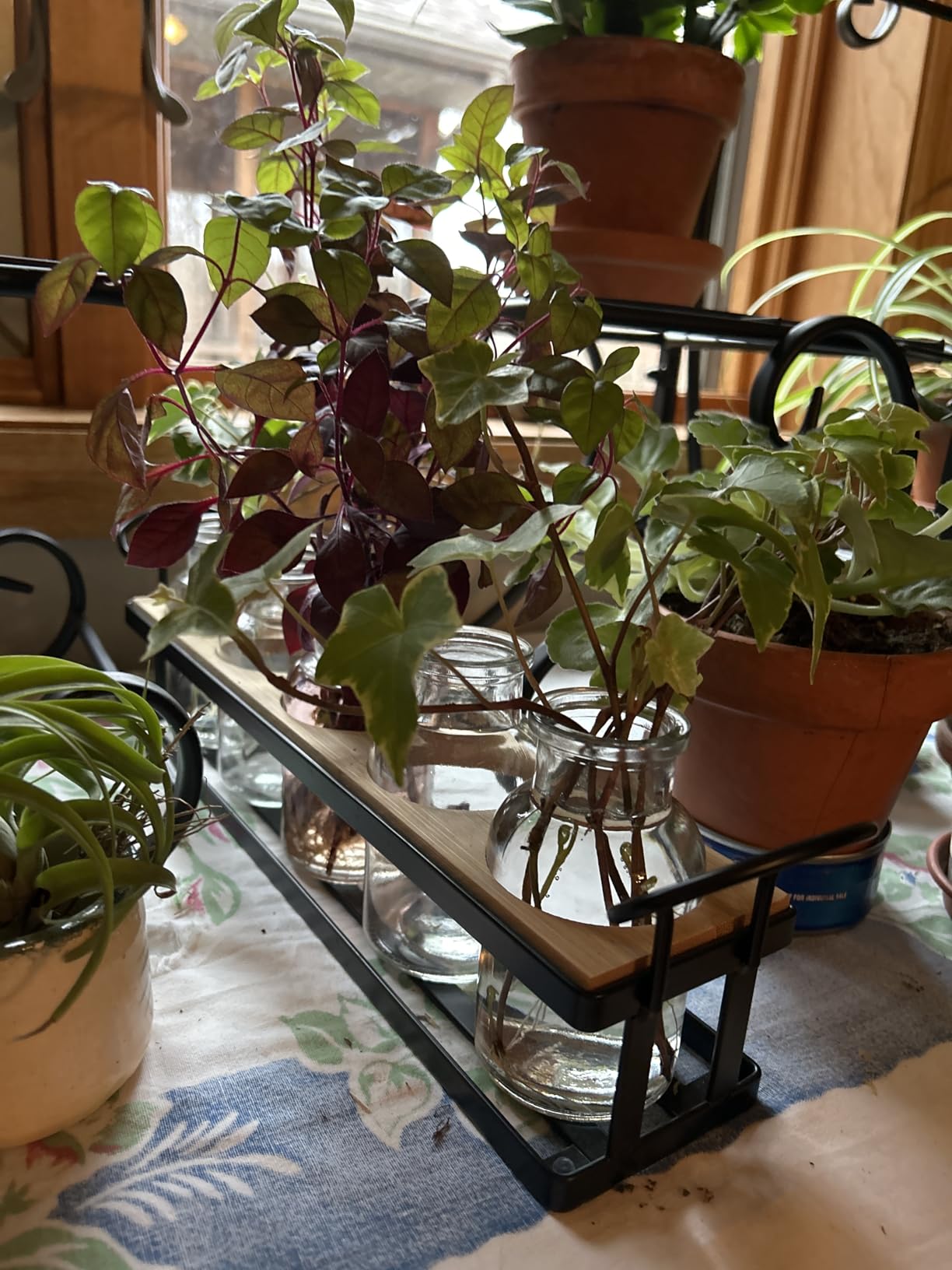 Plant Propagation Station with 5 Glass Jars, Retro Hydroponic Planter Vase customer photo 2