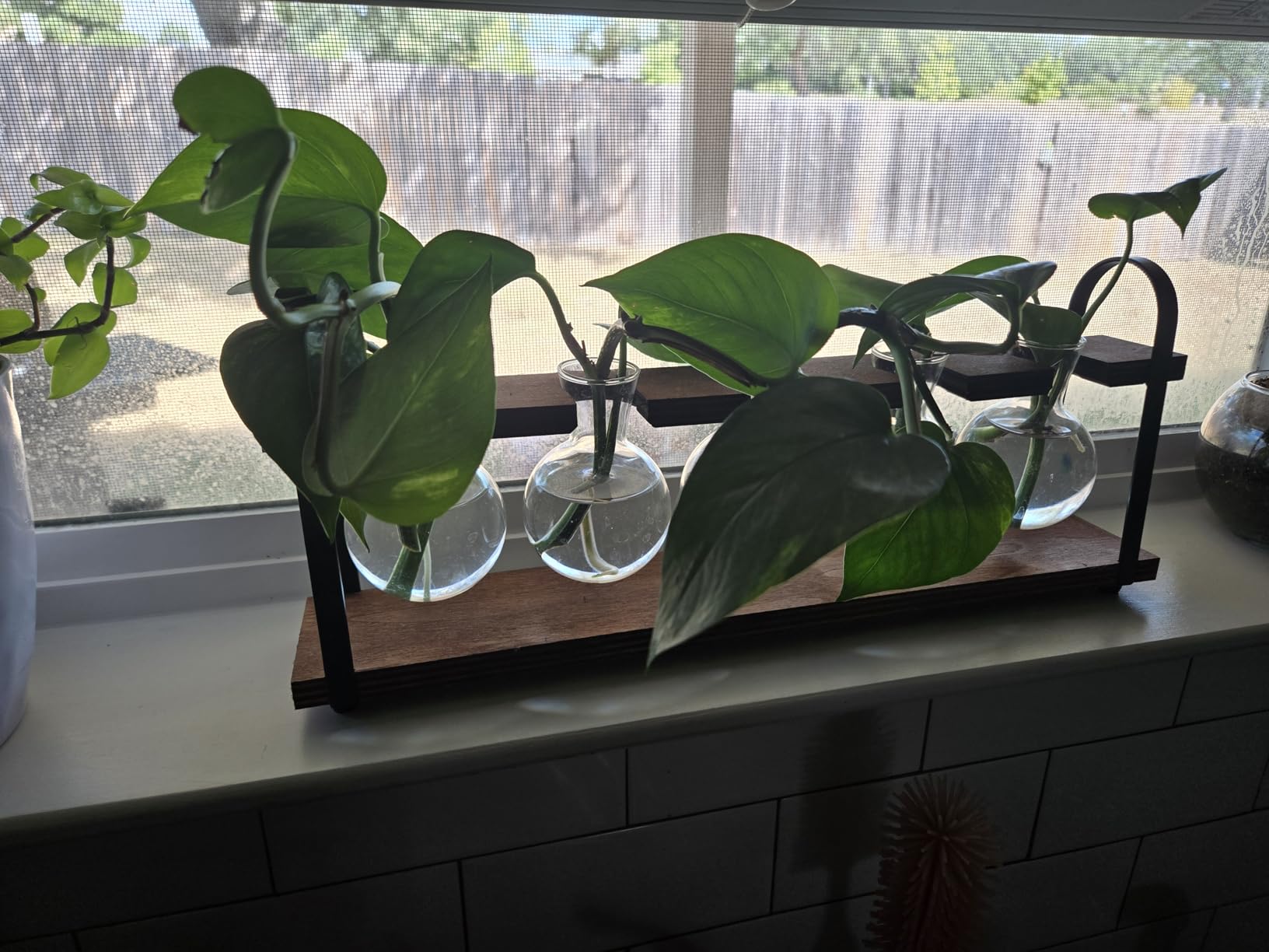 5-Bulb Plant Propagation Station, Glass Vase Terrarium, Wood Metal Stand customer photo 1