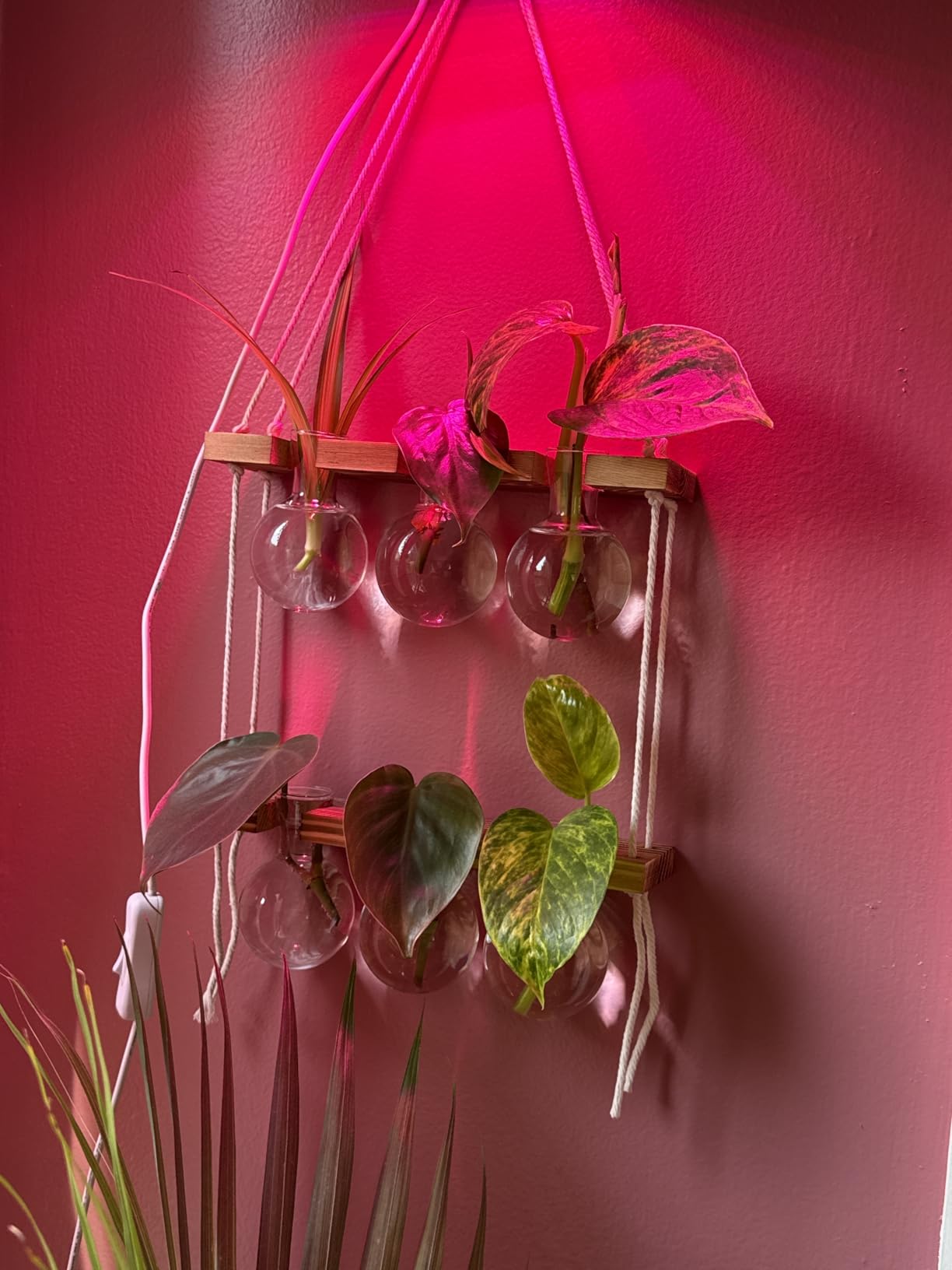 Renmxj Plant Propagation Station Wall Hanging with 2 Tiered Wooden Stand customer photo 2