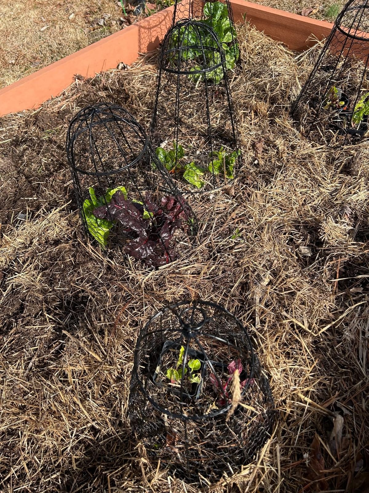 Garden Cloches for Plant Protector from Animals Chicken Wire Cages Outdoor customer photo 1