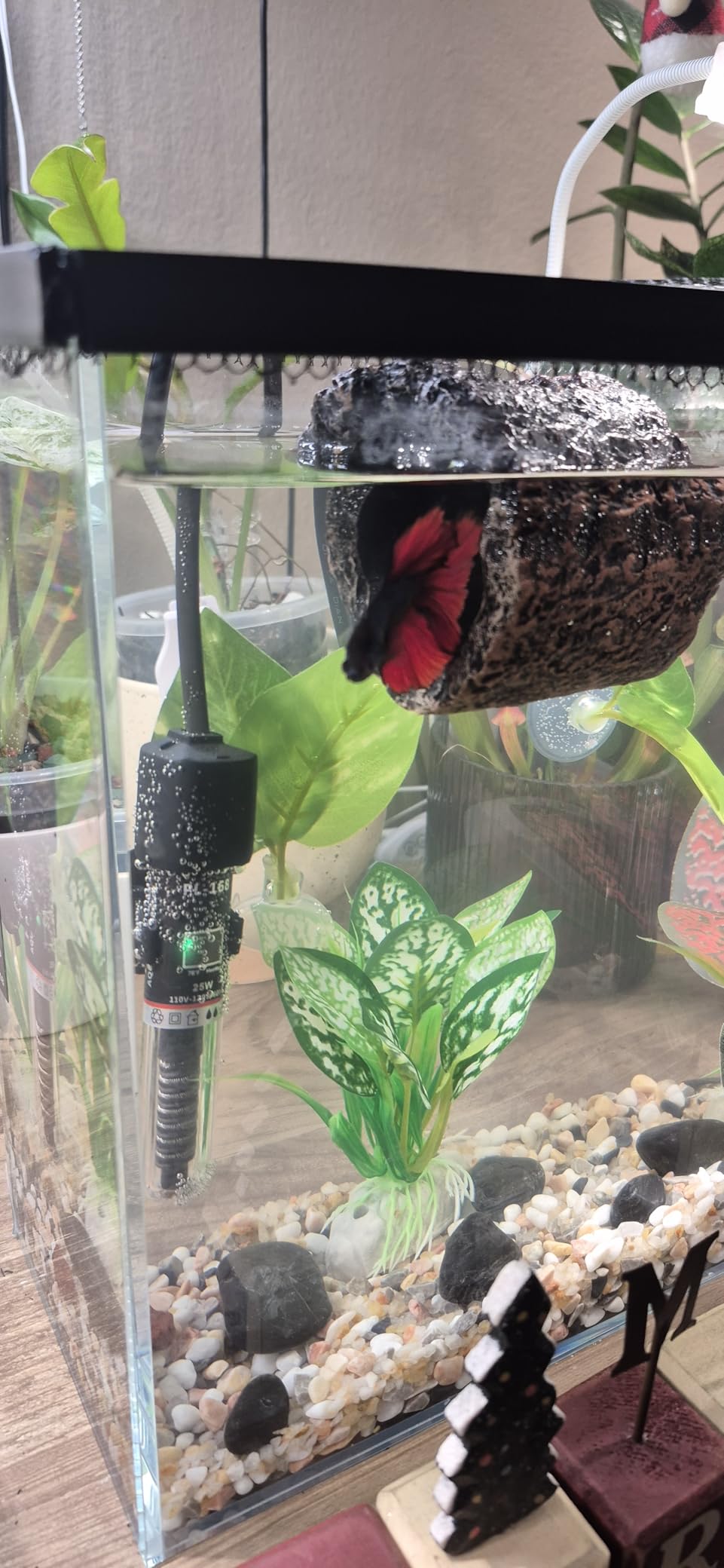 LAQUAL 6.5 Gallon Ultra Clear Glass Fish Tank, Rimless Low Iron Aquarium for Betta/Nano/Goldfish/Snail/Shrimp, Fish Tank & Cover Set & Feeding Ring & Cleaning Tools customer photo 1