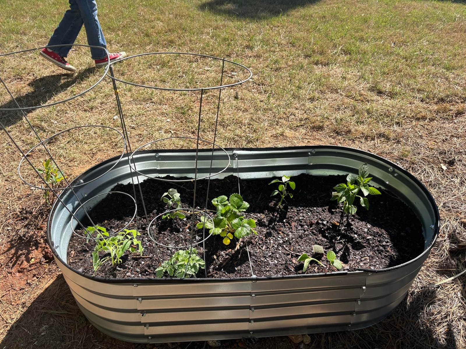 Plant & Plot Galvanized Raised Garden Beds Outdoor // 4×2×1 ft Planter Raised Beds for Gardening, Vegetables, Flowers // Large Metal Garden Box (Silver) // Patented Tool-Free Design customer photo 1
