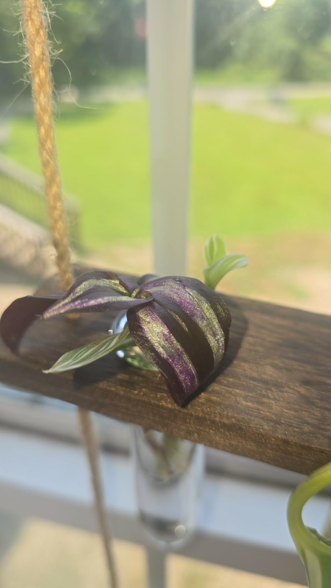 XXXFLOWER Wall Hanging Propagation Station with Wooden Stand customer photo 1