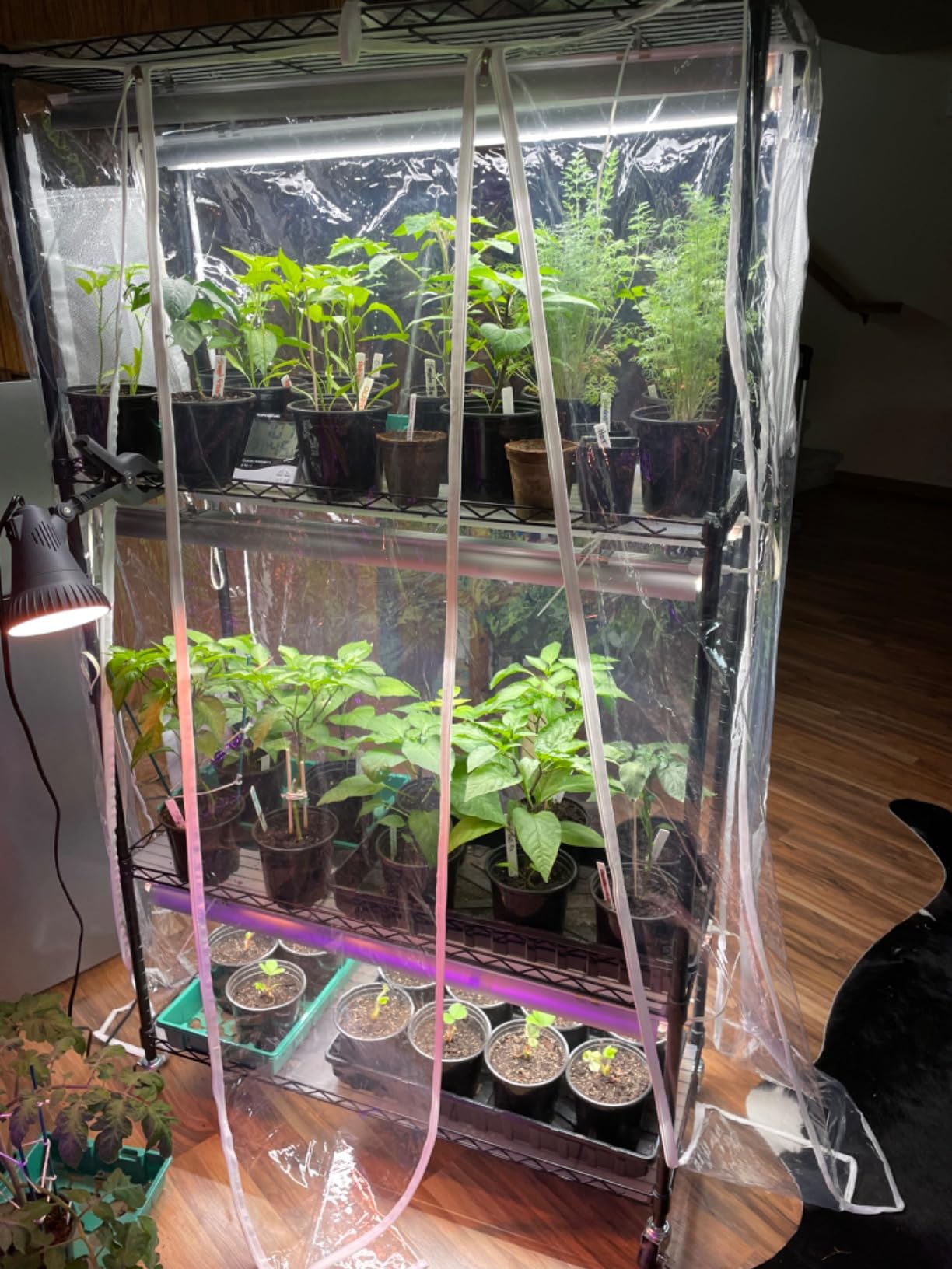 Barrina CX5Z Indoor Greenhouse with Grow Light, 180W, 4-Tier 35.4x13.8x59IN customer photo 1