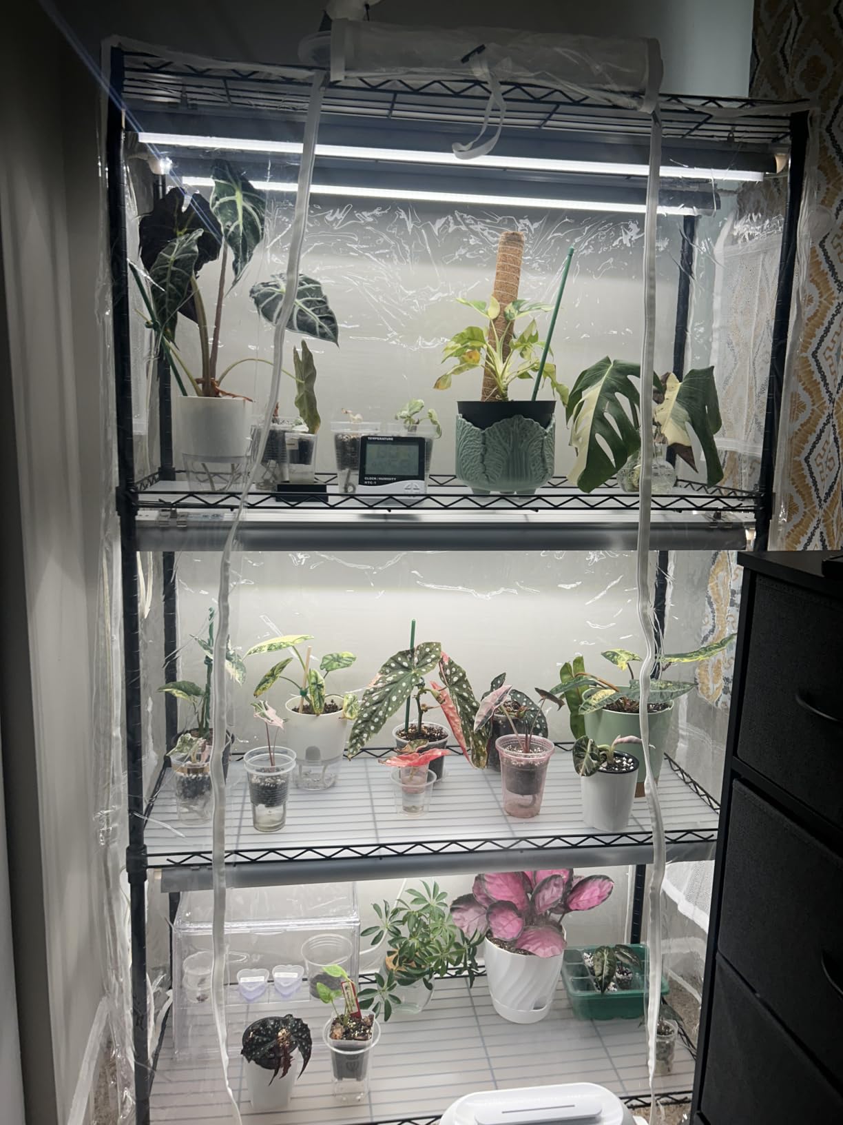 Barrina CX5Z Indoor Greenhouse with Grow Light, 180W, 4-Tier 35.4x13.8x59IN customer photo 2