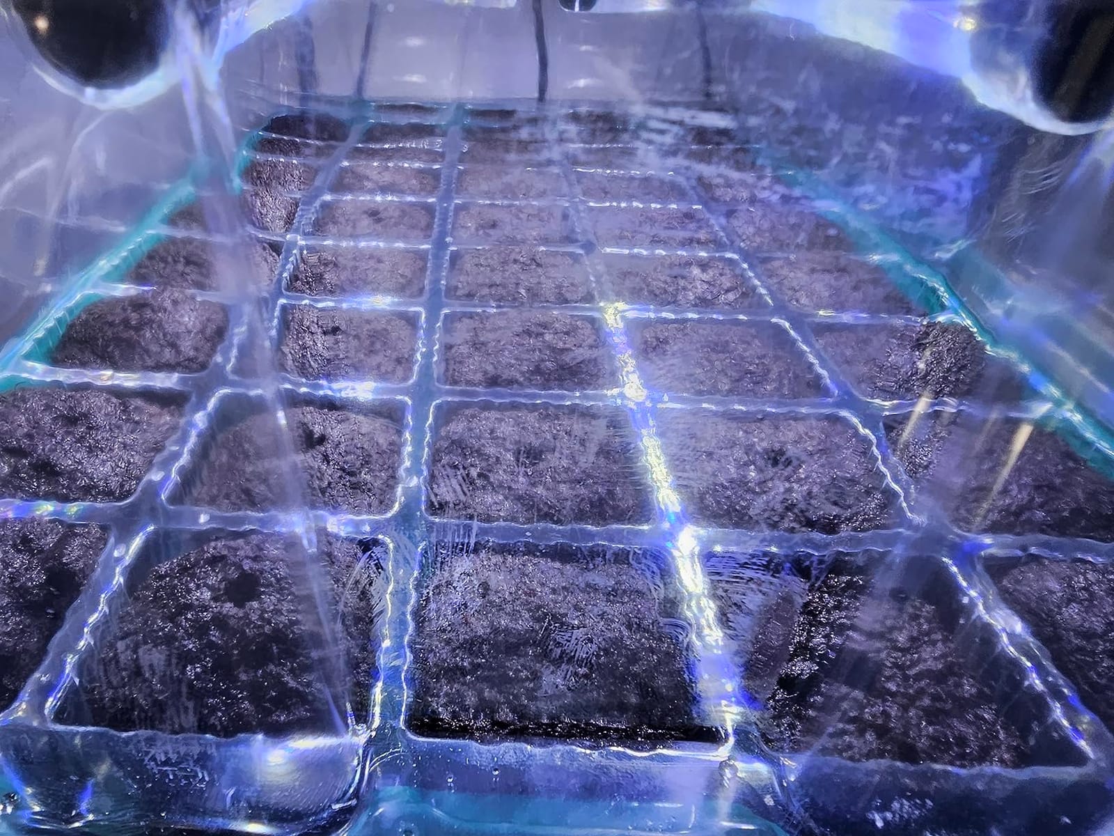 BlumWay Seed Starter Tray with Grow Light, Humidity Dome, 2 Pack 80 Cells customer photo 1