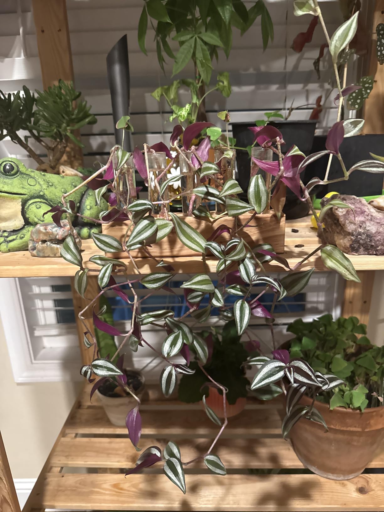 YIBOT Plant Propagation Station, Plant Terrarium with Wooden Stand customer photo 2