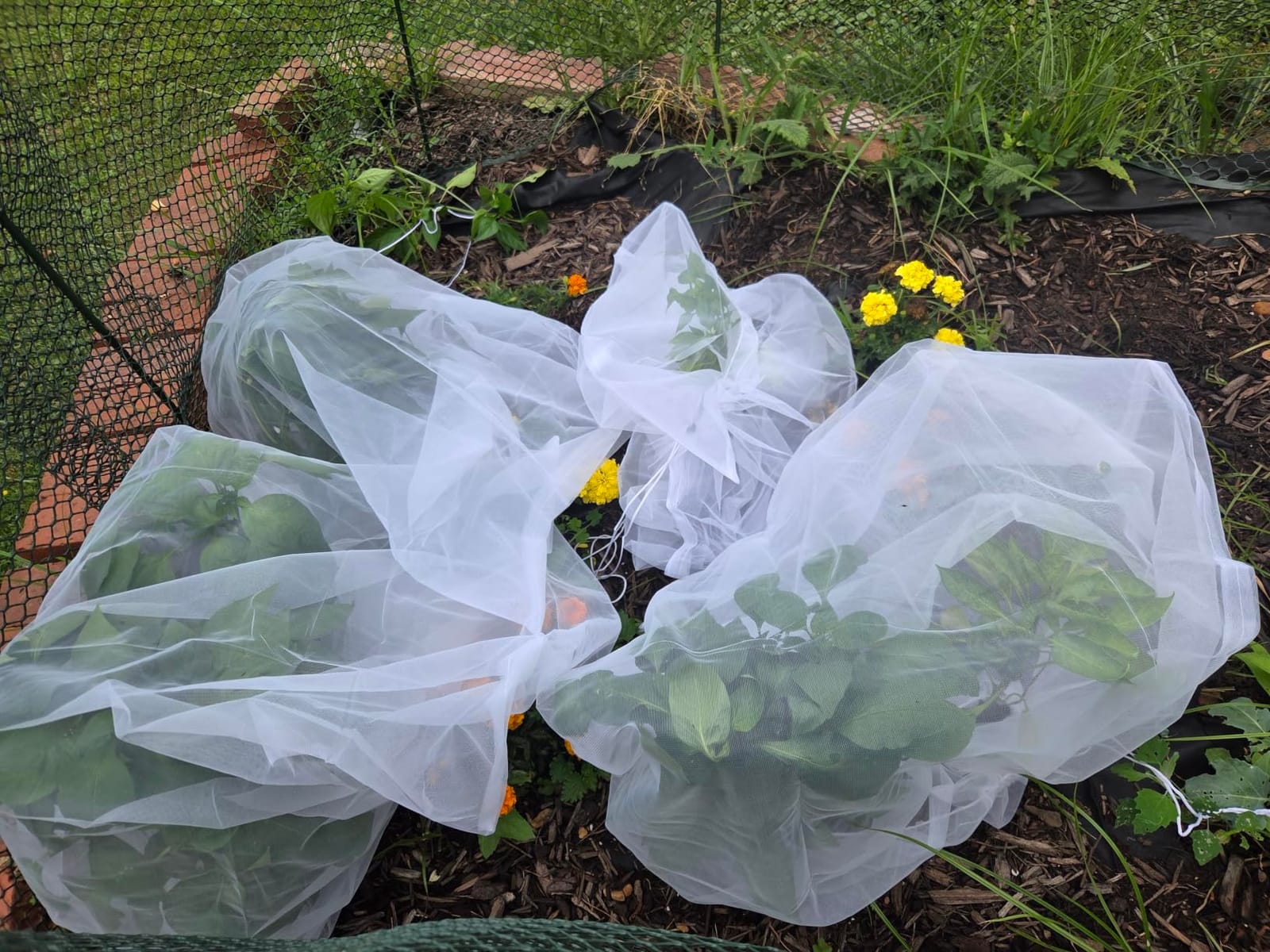 Bird Netting for Garden Protection - 4 Pack Garden Netting Pest Barrier with Drawstring,3.3Ft x 2.7Ft Mosquito Net Tomato Protective Cover Garden Plant Netting for Cicadas Vegetables Blueberry Bushes customer photo 1