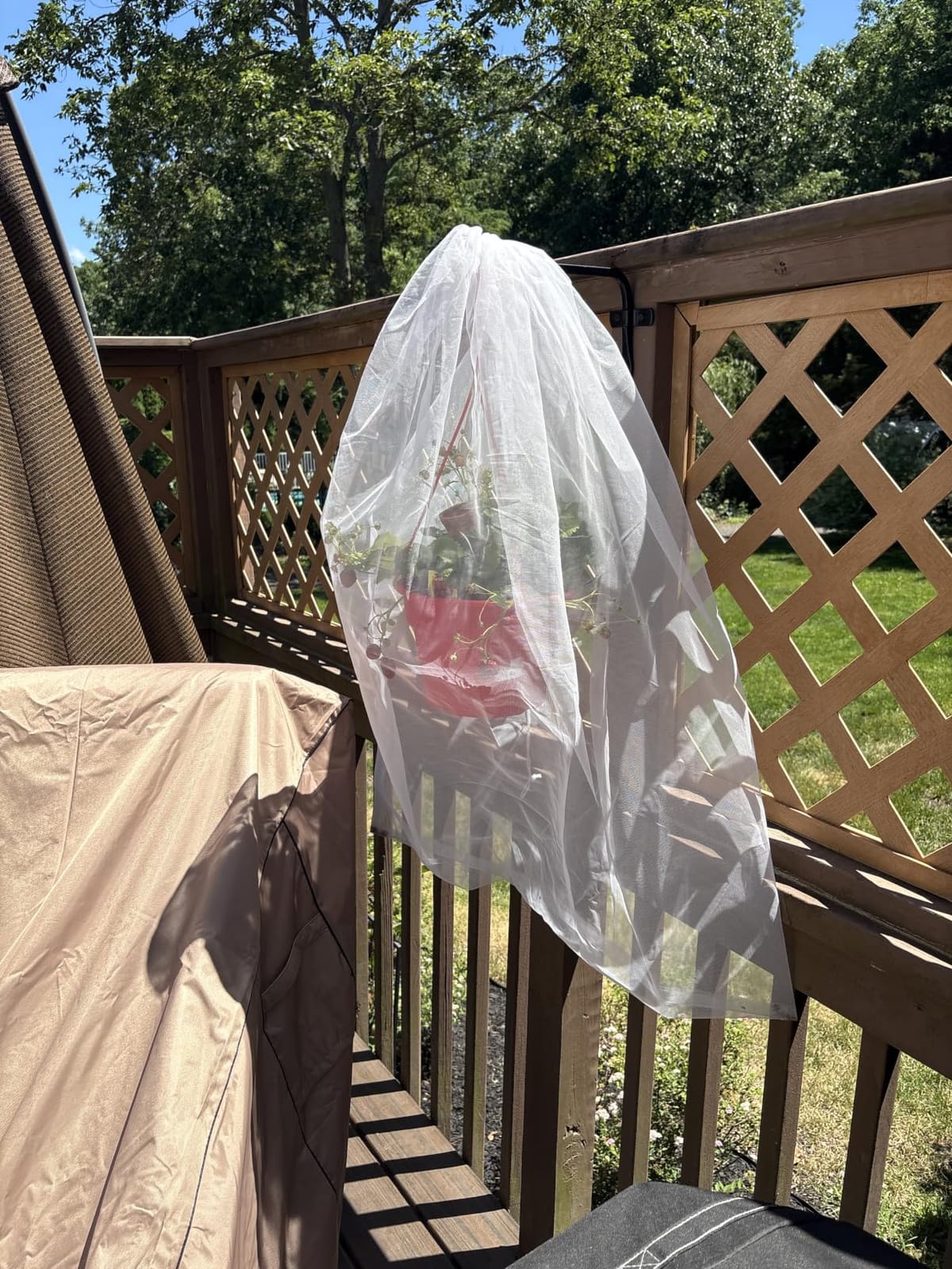 Bird Netting for Garden Protection - 4 Pack Garden Netting Pest Barrier with Drawstring,3.3Ft x 2.7Ft Mosquito Net Tomato Protective Cover Garden Plant Netting for Cicadas Vegetables Blueberry Bushes customer photo 2
