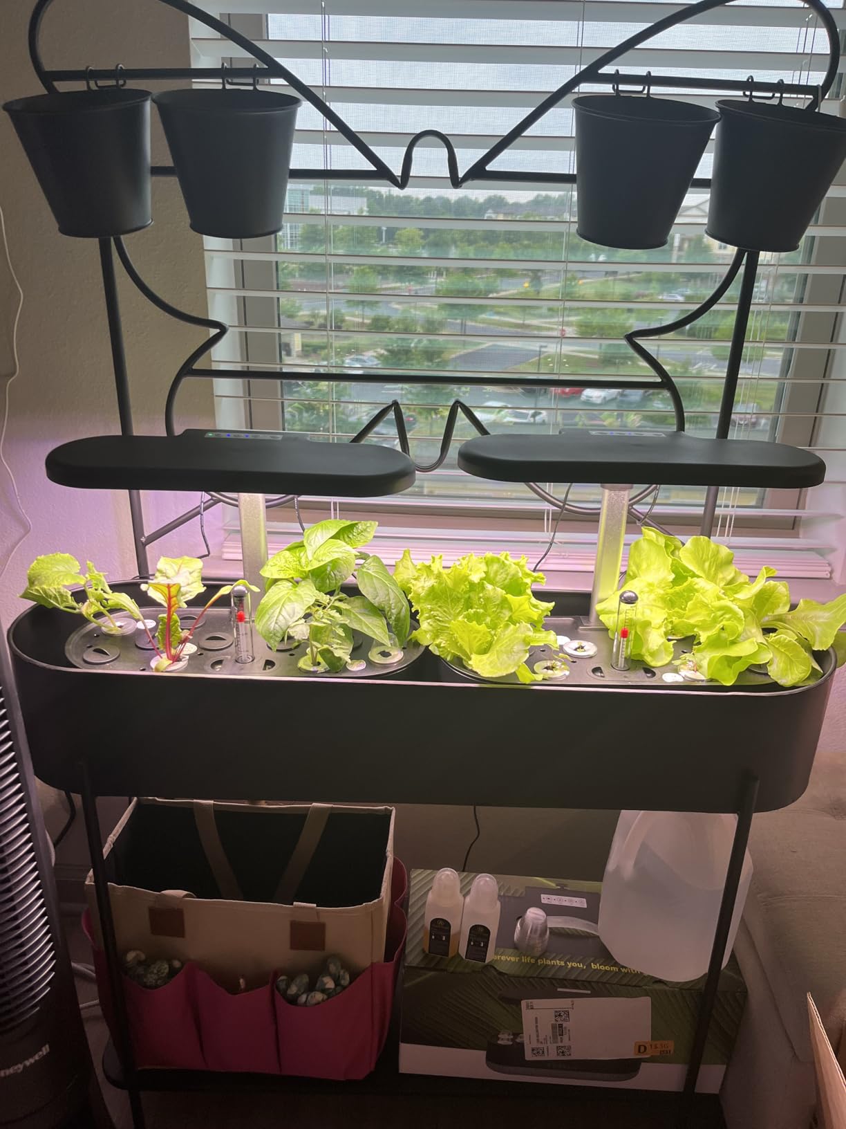 inbloom 12 Pods Hydroponics Growing System Kit, Herb Garden Planter Indoor Kit, Indoor Gardening Hydroponics Growing System with Pods, 4.2L Water Pump, Height Adjustable, Gifts for Woman, Black customer photo 1