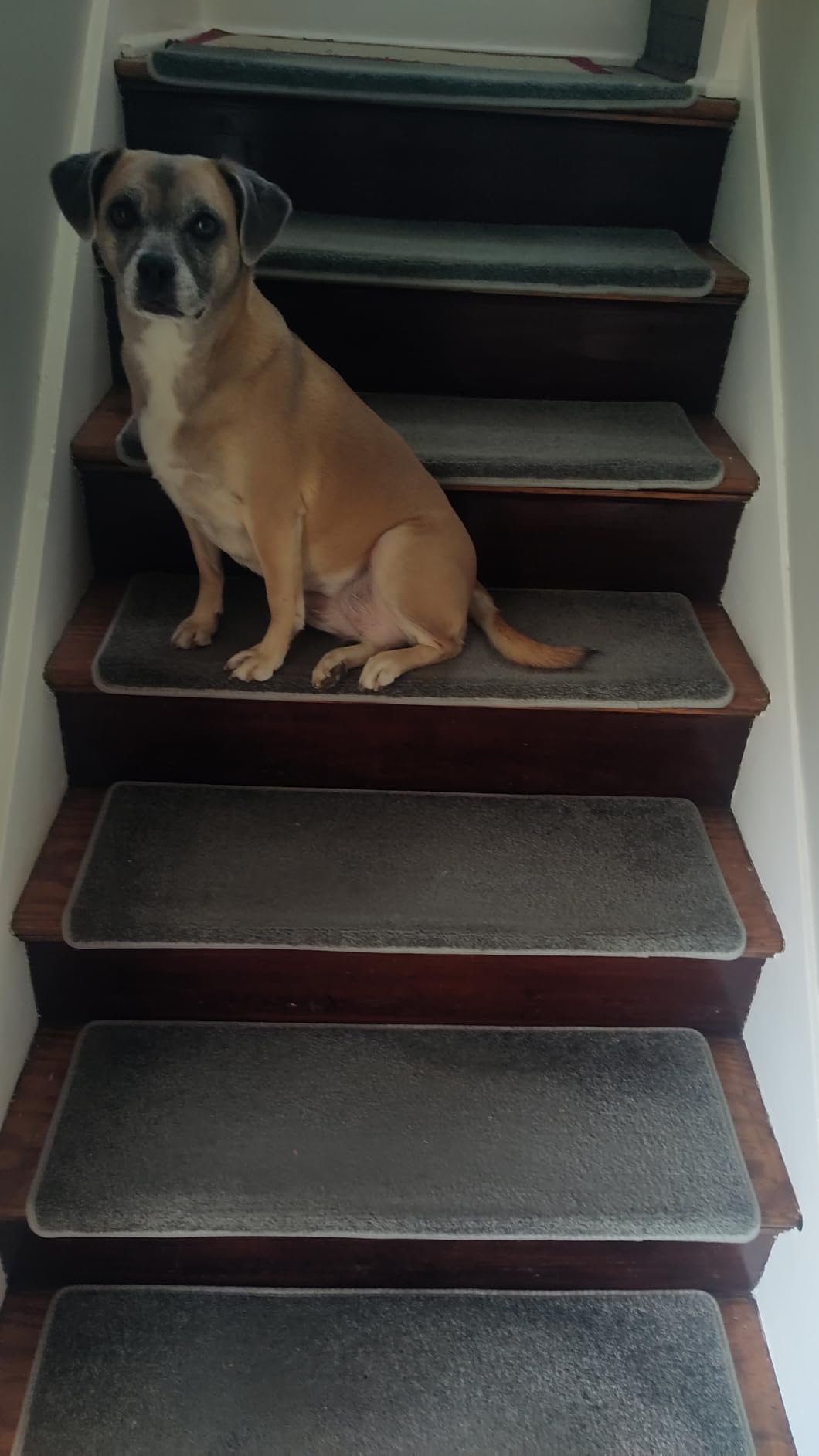 PURE ERA Bullnose Carpet Stair Treads for Wooden Steps Indoor 14 Pcs customer photo 2