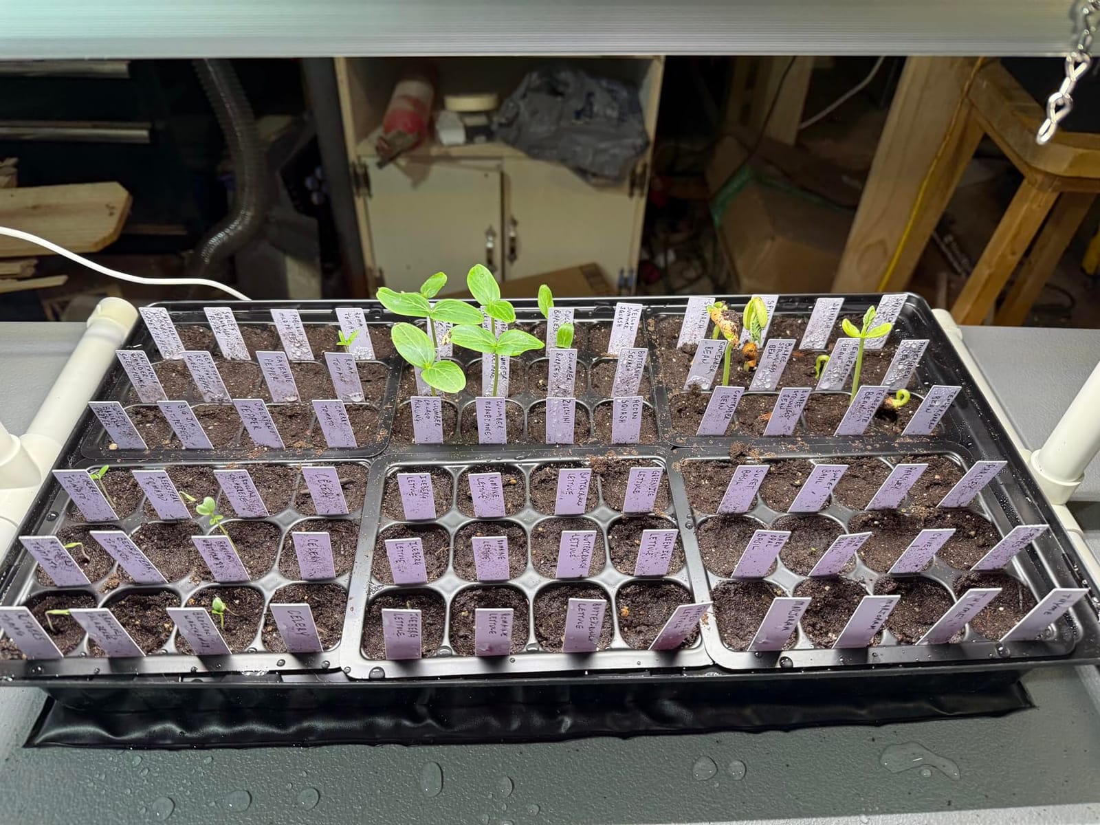 SOLIGT 1020 Size Seed Starter Kit with Grow Light and Heat Mat customer photo 2