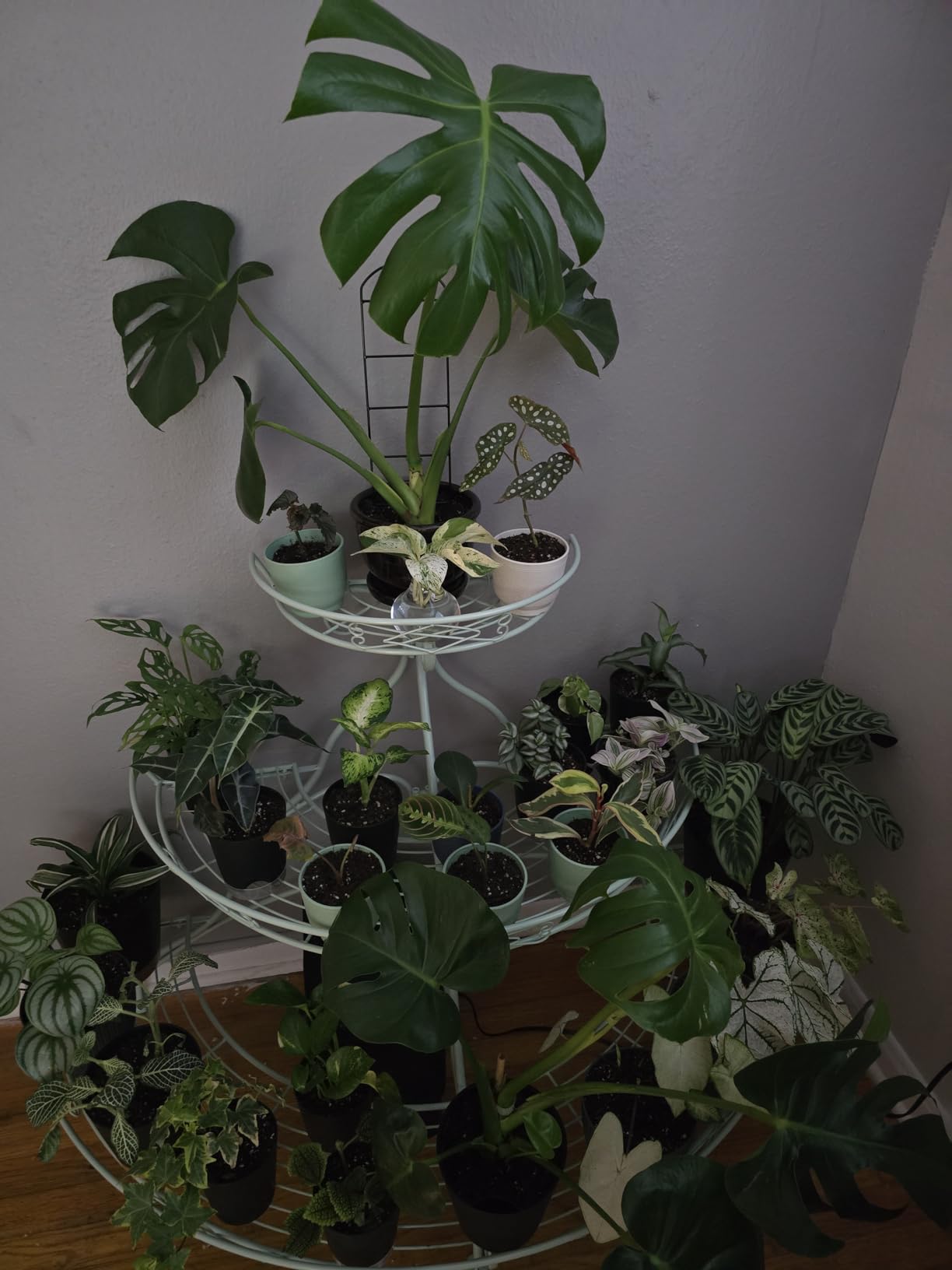 LBW Grow Light with Stand for Indoor Plants, Adjustable Height up to 68
