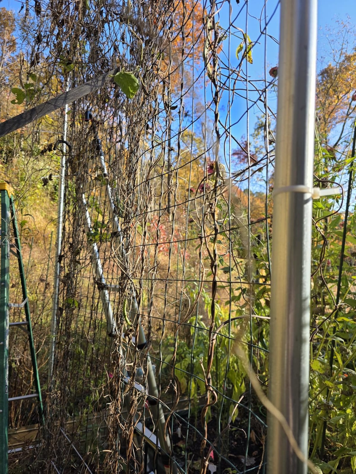 Green Metal Garden Fence,72inch(H) x 50ft(L),2 inch x 4 inch,12.5GA Coated (14GA Bare) 2/3/4/5/6 Ft Tall Chicken Wire PVC Coated Welded Wire Mesh Roll for Dogs Border Yard Vegetable Plant Poultry customer photo 1