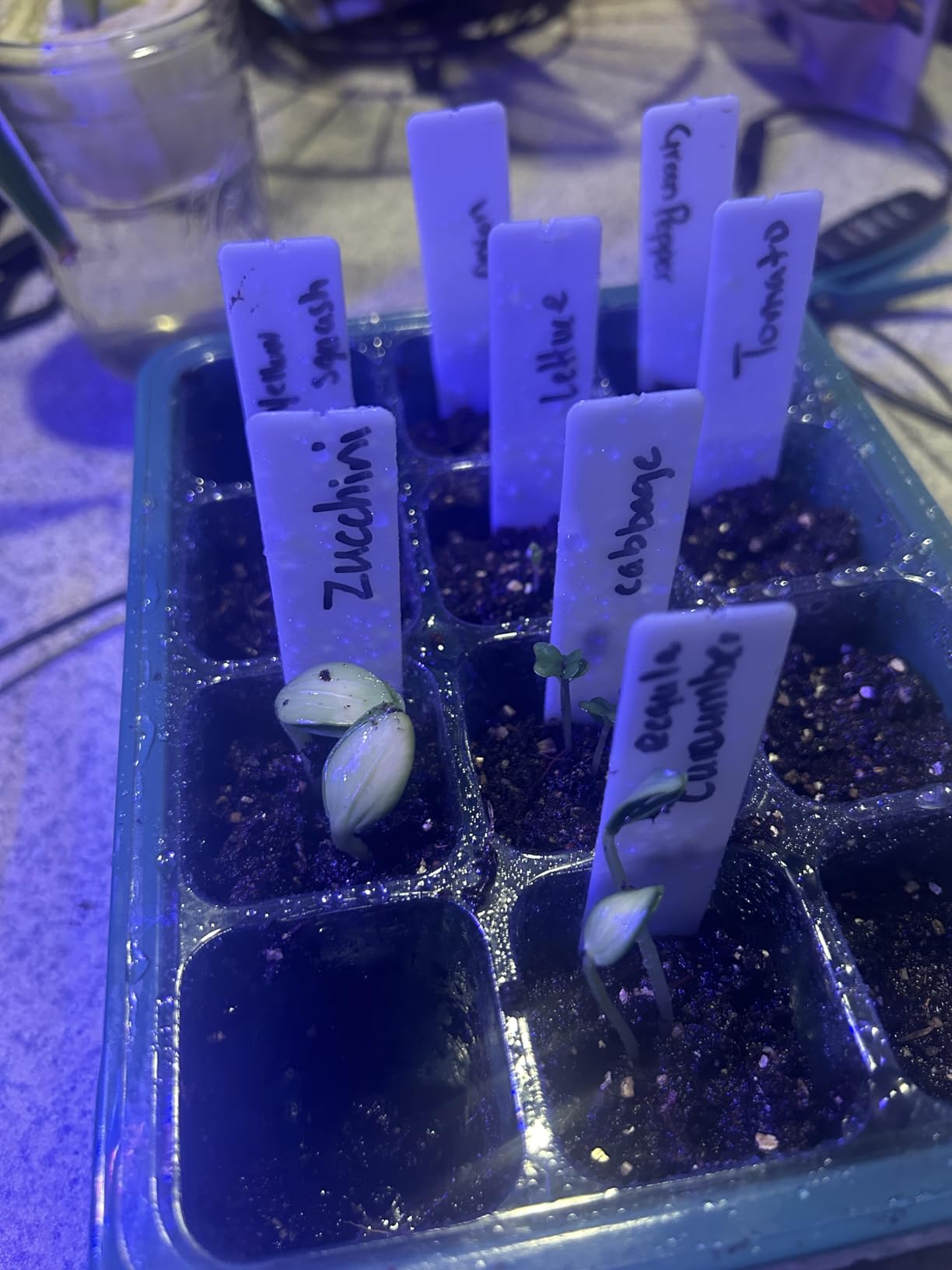 Idealife Seed Starter Tray,Plant Propagation Station with Grow Light,2 Pcs customer photo 1