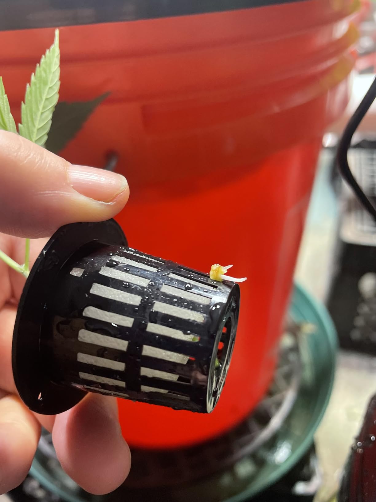 Hydroponics Seedling Cloning System Kit Fog Seedling Box 8 Holes 5L Soilless Hydroponic Equipment Seedling Cultivation, Aeroponic Propagation Kit Hydroponics Planting Growing Kit customer photo 2