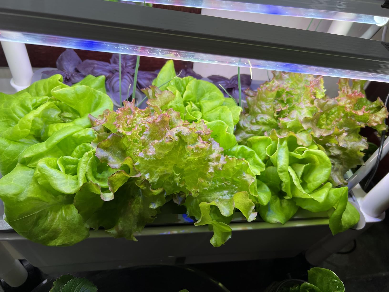 Hydroponics Growing System,AOONEG 42Pods Indoor Herb Garden with LED Grow Light,Hydroponics Growing System Kit with Automatic Timer,Pump System,Adjustable Height,No Seed customer photo 1