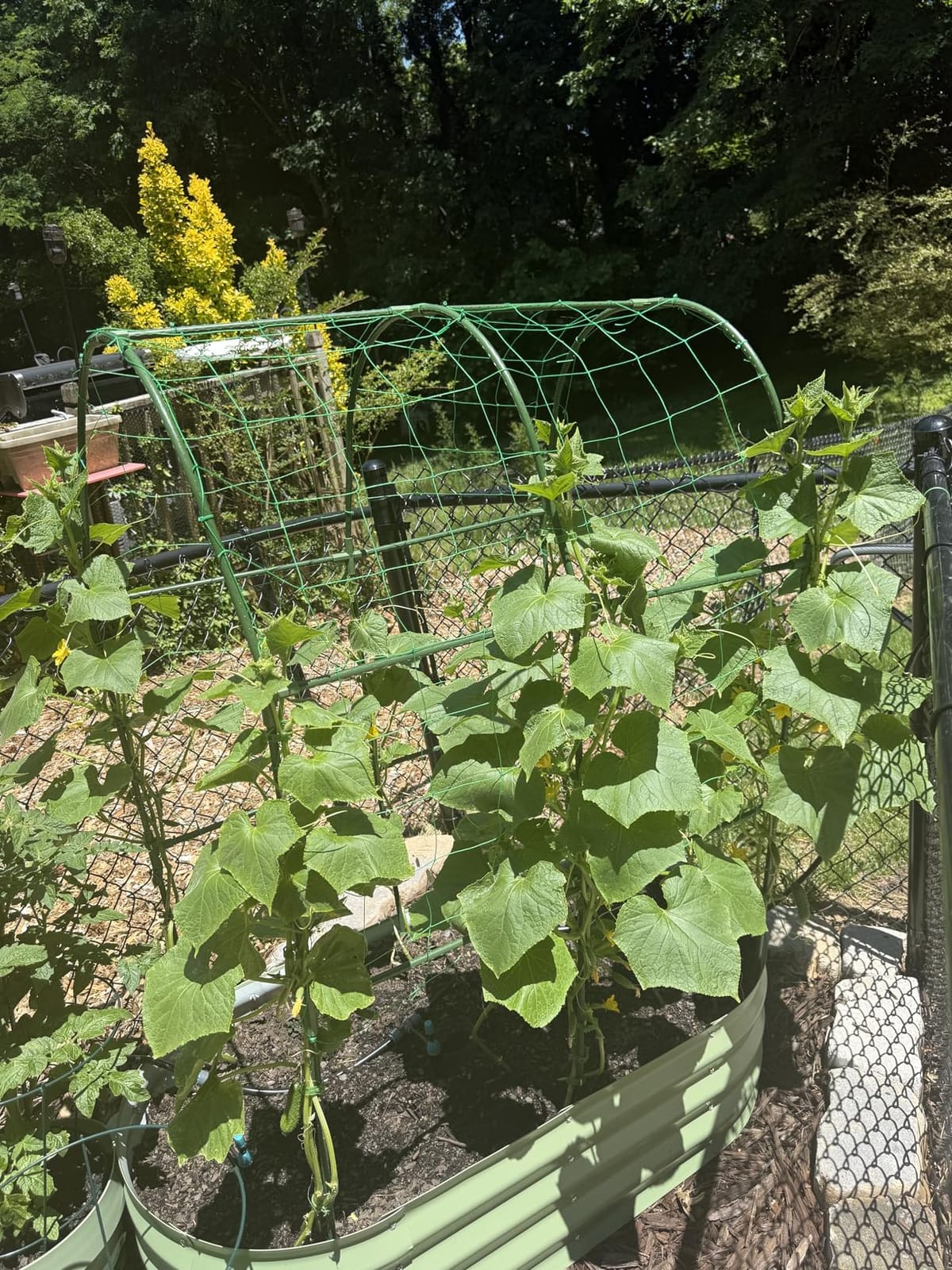 Cucumber Trellis for Raised Bed,U-Shape Garden Trellis for Climbing Plants Outdoor, Metal Arch Vegetables Trellis, Plant Support for Vine (Green, 47.2x47.2 X21.6) customer photo 2