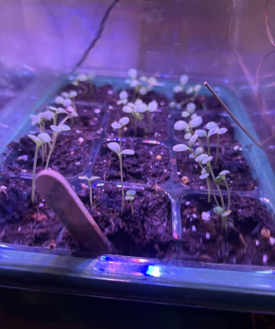 Bonviee 5-Pack Seed Starter Trays, Humidity Dome, Base, 12-Cell Tray, Green customer photo 2