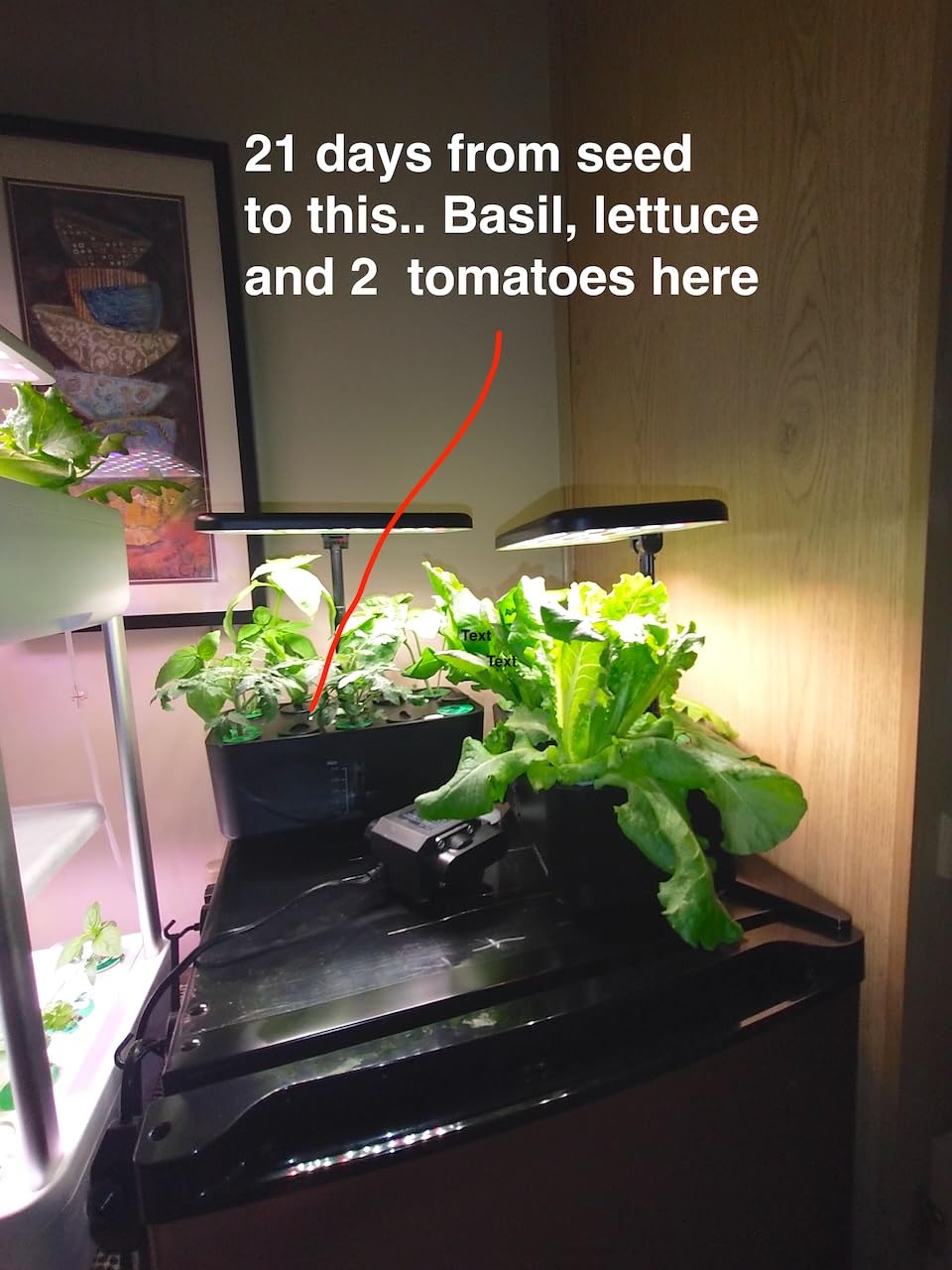 Ahopegarden Hydroponics Growing System Indoor Garden, 44 Pods Plant Herb Garden Germination Kit with LED Grow Light, 20L Double-Layer Large Capacity Hydrophonic Planter Grower for Vegetable Fruit customer photo 2