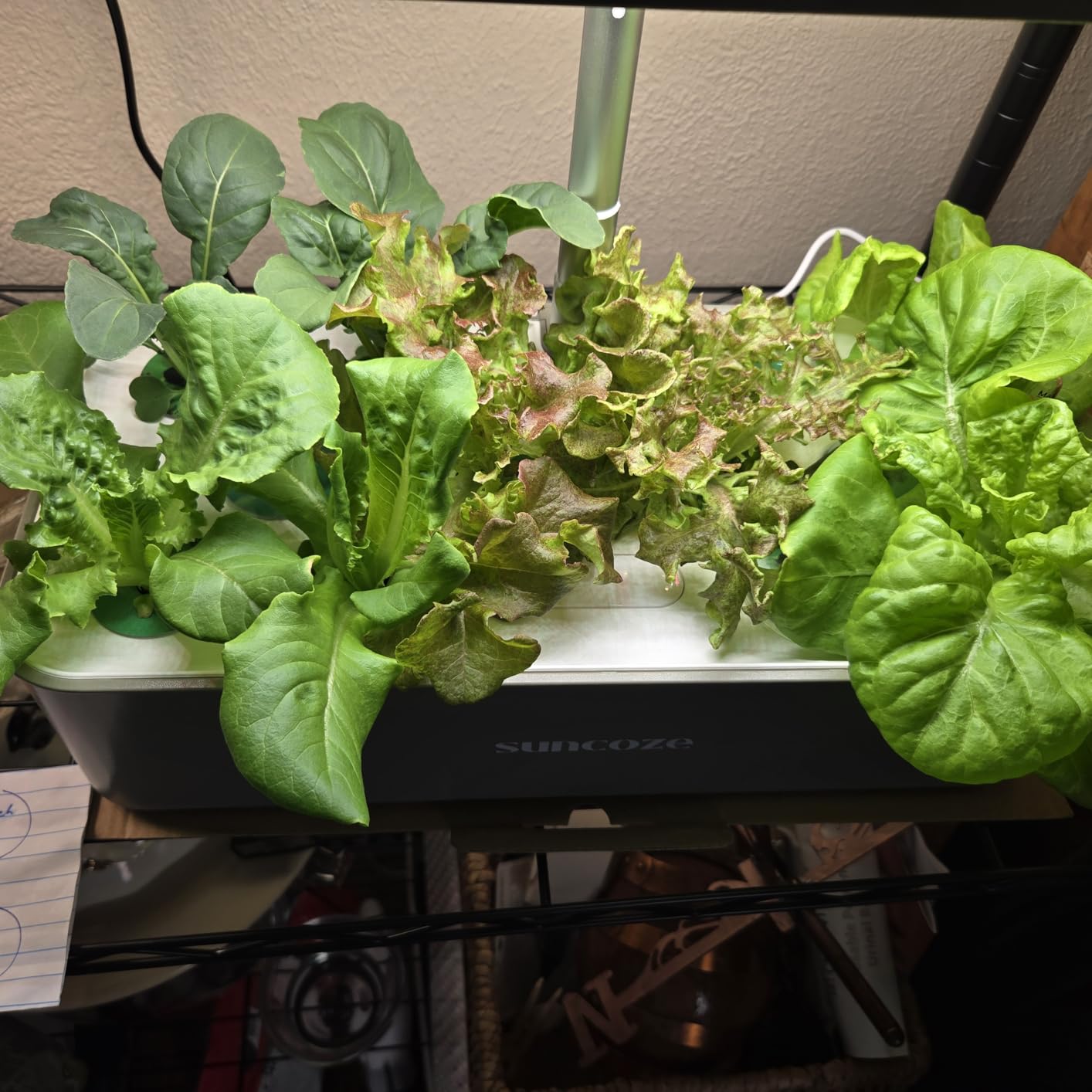 SUNCOZE Hydroponics Growing System, Compact 12 Pods Indoor Garden, Beige customer photo 1