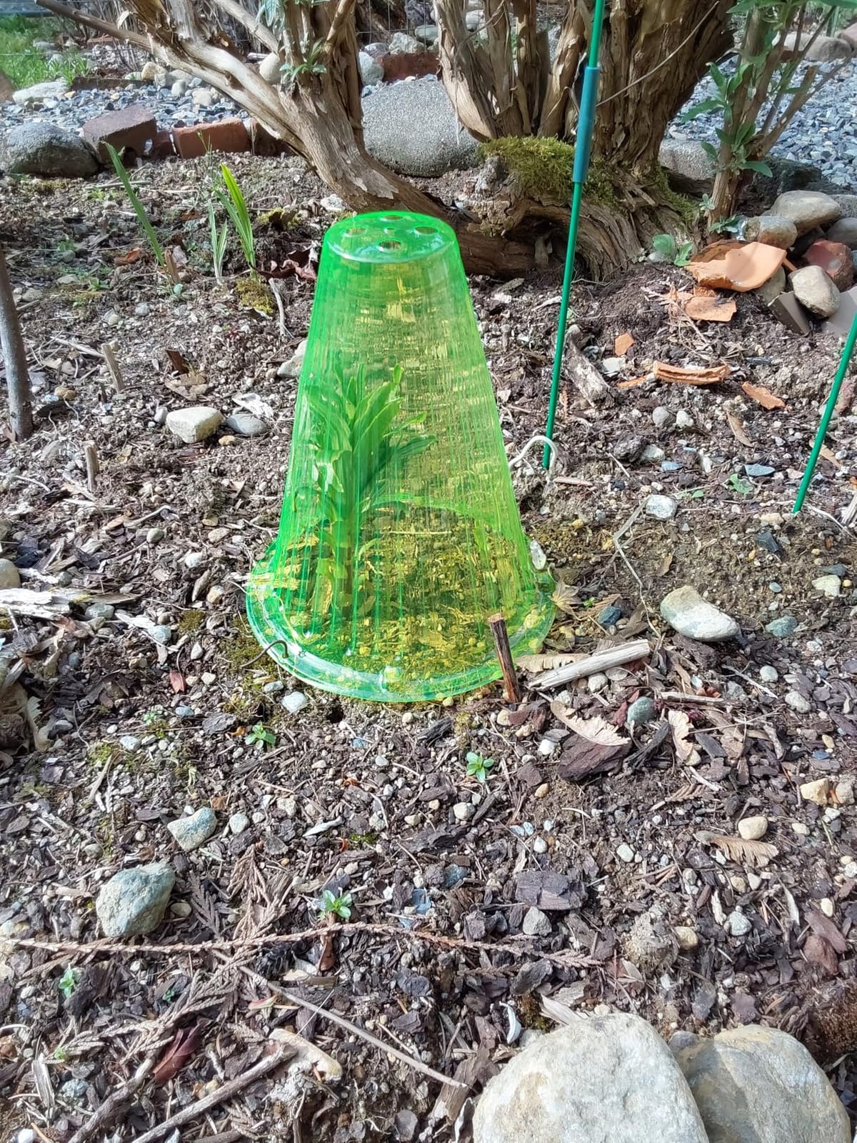 UQM 30 Pack Garden Cloches for Plants with Rotary Vent Cover Reusable customer photo 2