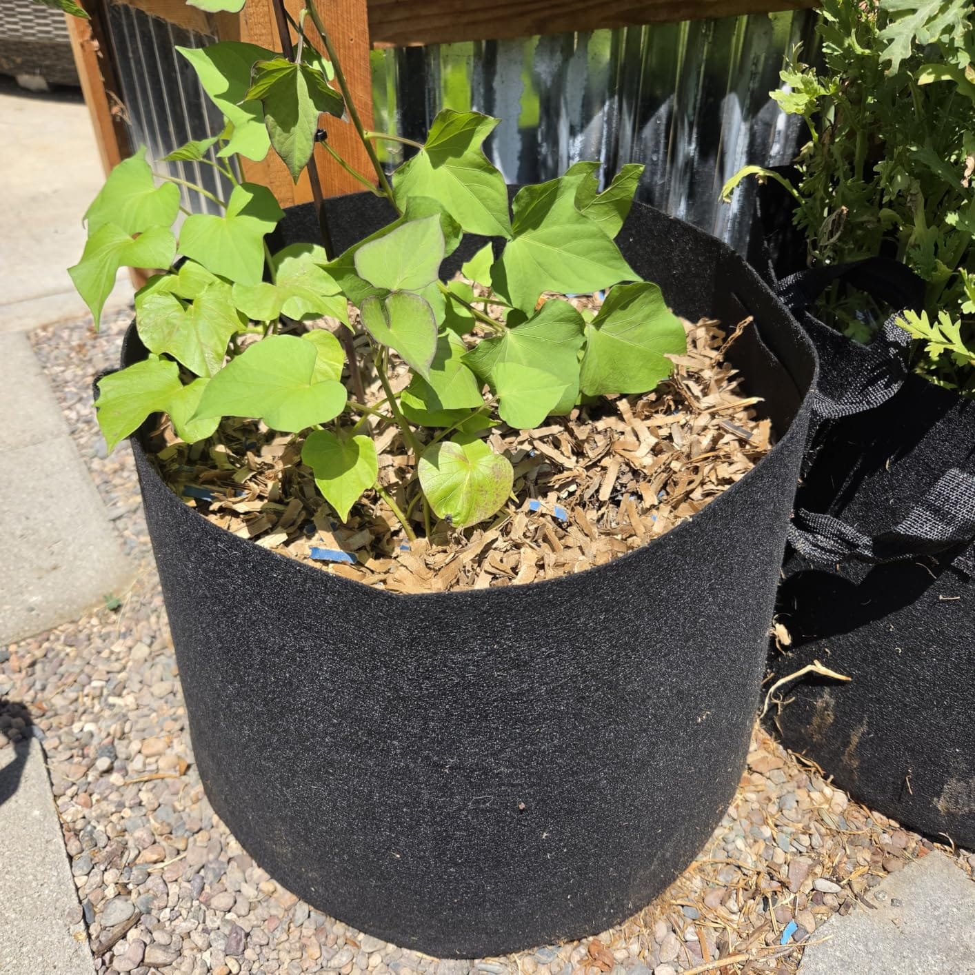 Land Guard 4-Pack Fabric Grow Bags 5 Gallon, Thickened Nonwoven Garden Pots, Growing Bags with Handles, Black customer photo 1