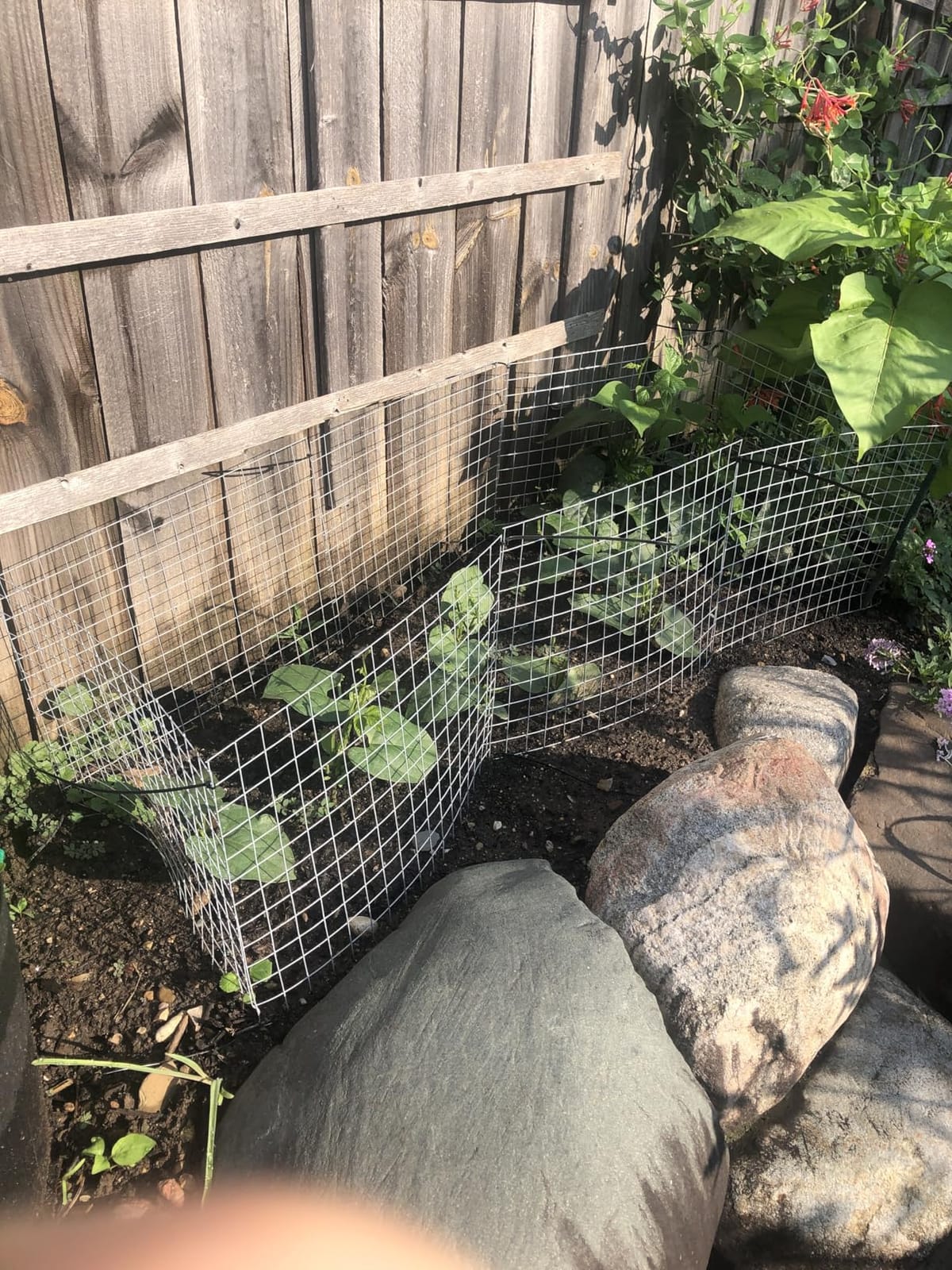 winemana 12 Set Plant Protectors from Animals, Plant Cages for Outdoor customer photo 2