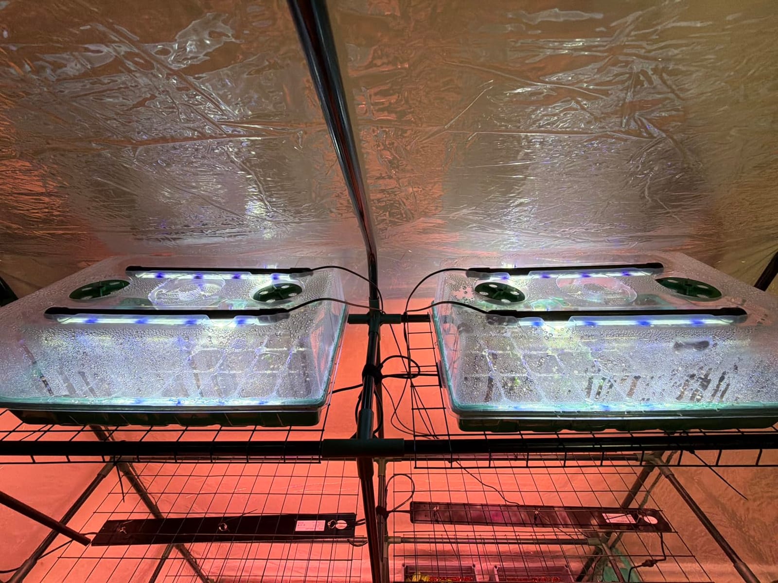 Sondiko Seed Starter Tray with Grow Light, Display Digital Controller customer photo 2