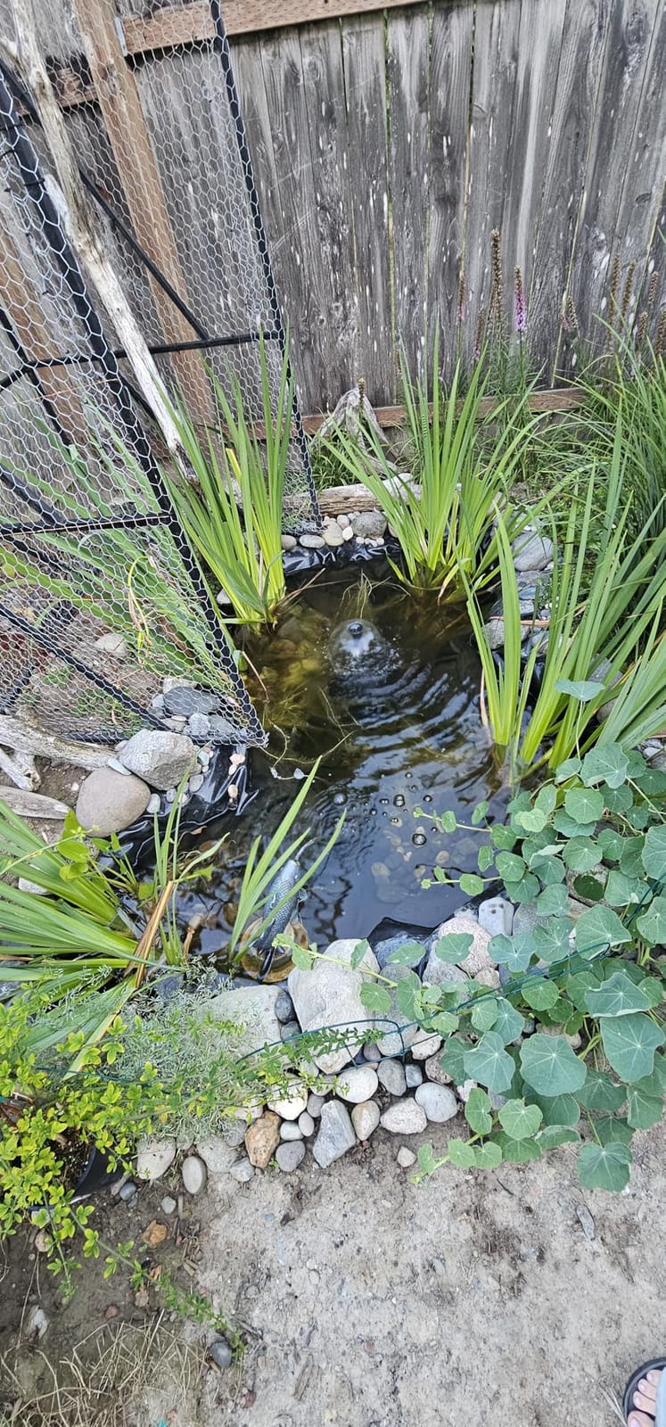 AquaMiracle All-in-One Koi Pond Filters for Outdoor Ponds 200-350 Gal customer photo 1