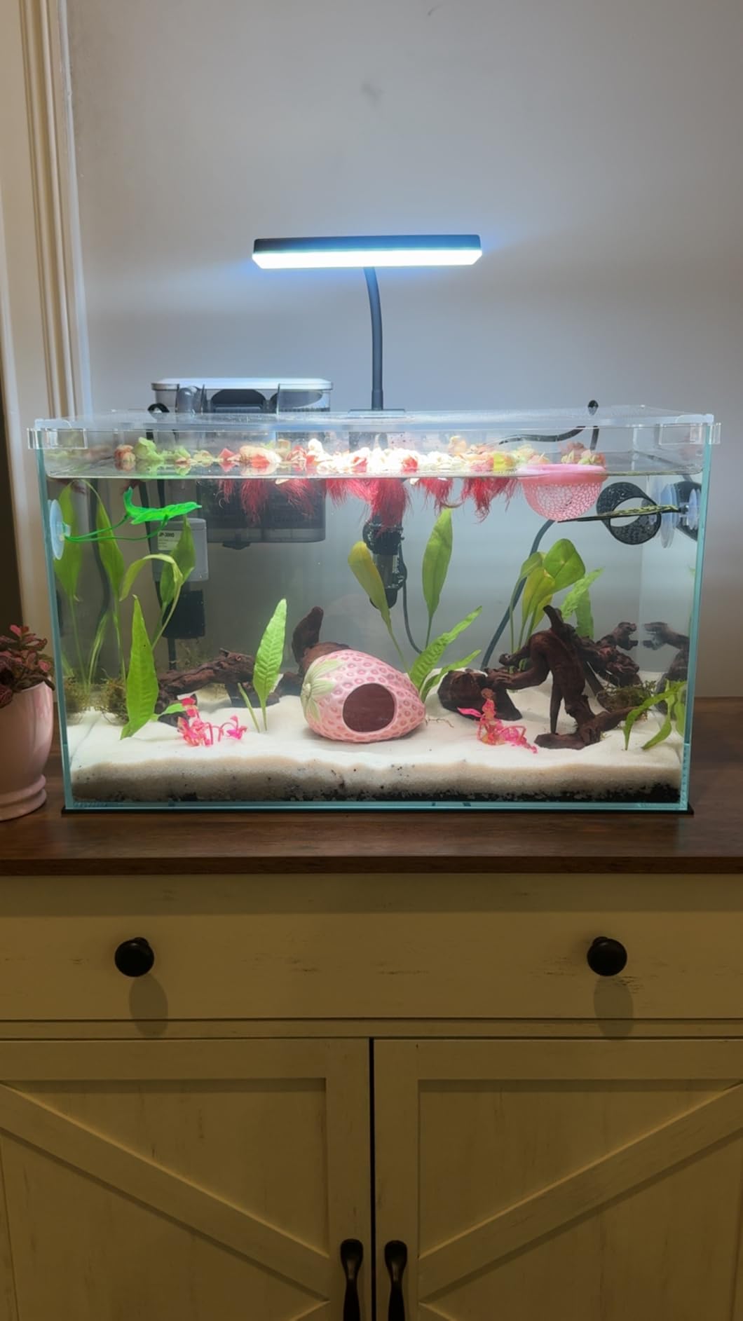 Vimvins 5 Gallon Glass Small Fish Tank with Filter Light and Lid, Betta Aquarium Starter Kits customer photo 2