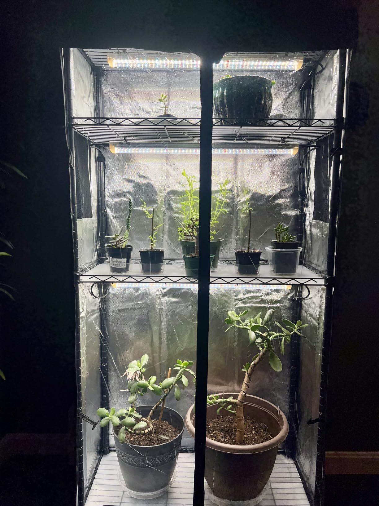 Bstrip Indoor Greenhouse with Grow Light Oxford Cover, 29.5x13.8x59in customer photo 2