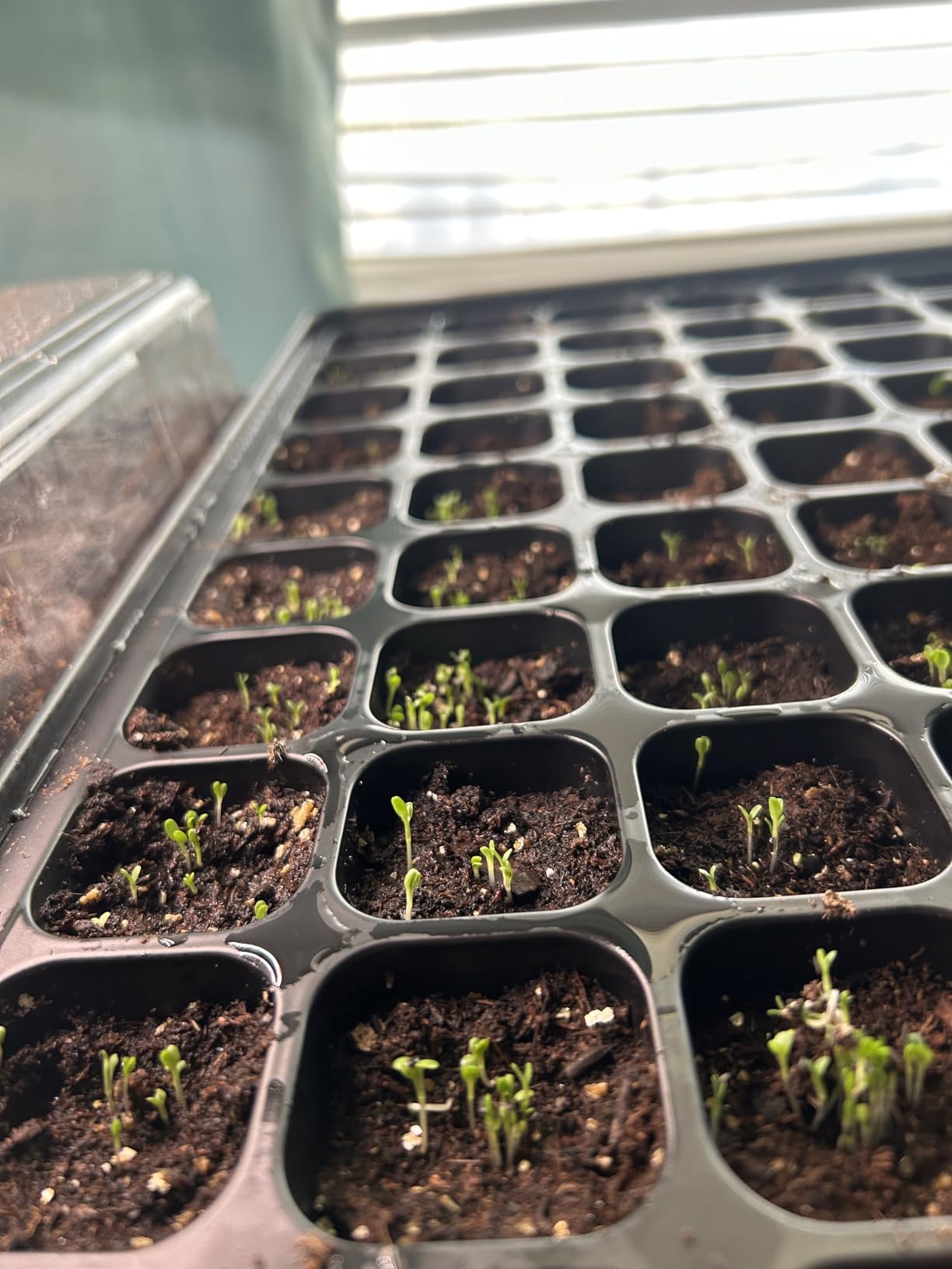 SOLIGT 3 Set 60-Cell Seed Starter Kit with Domes, Cell Trays and Heat Mats customer photo 1