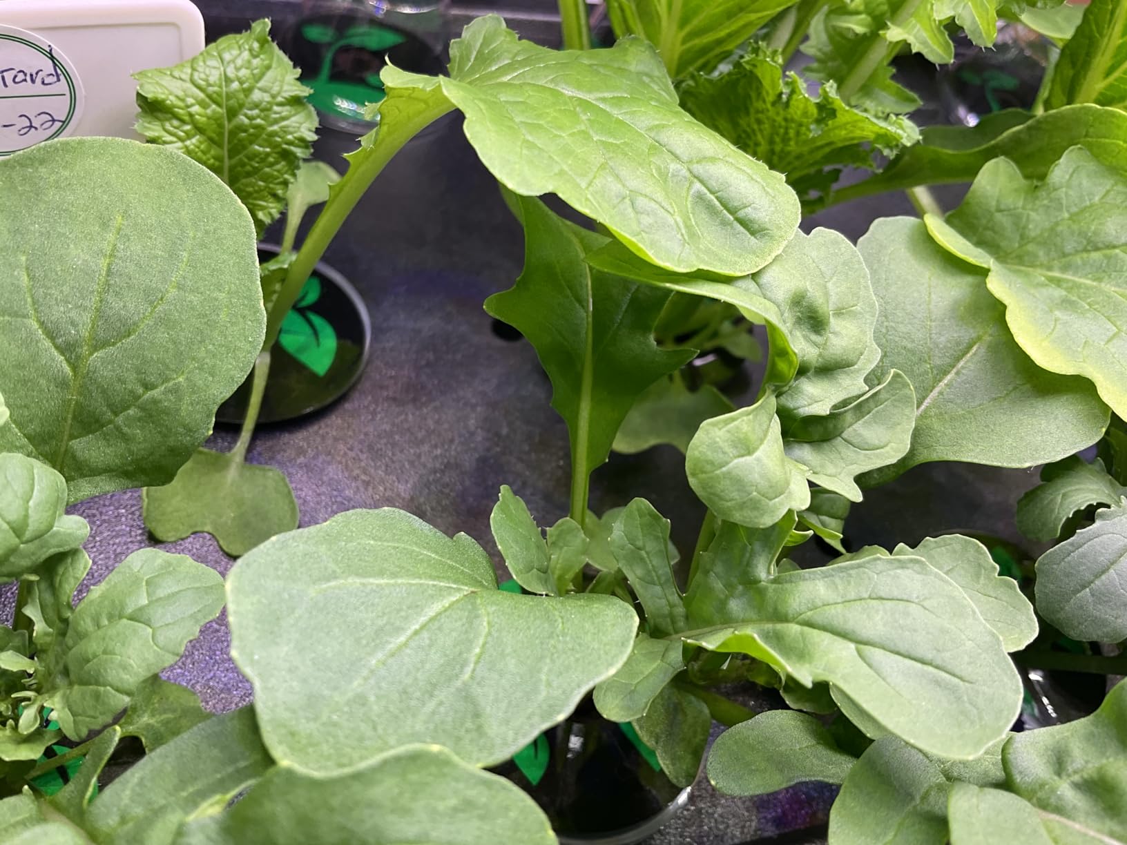 Growell 81 Pods Hydroponics Growing System Kit with Independent Water Pump customer photo 2