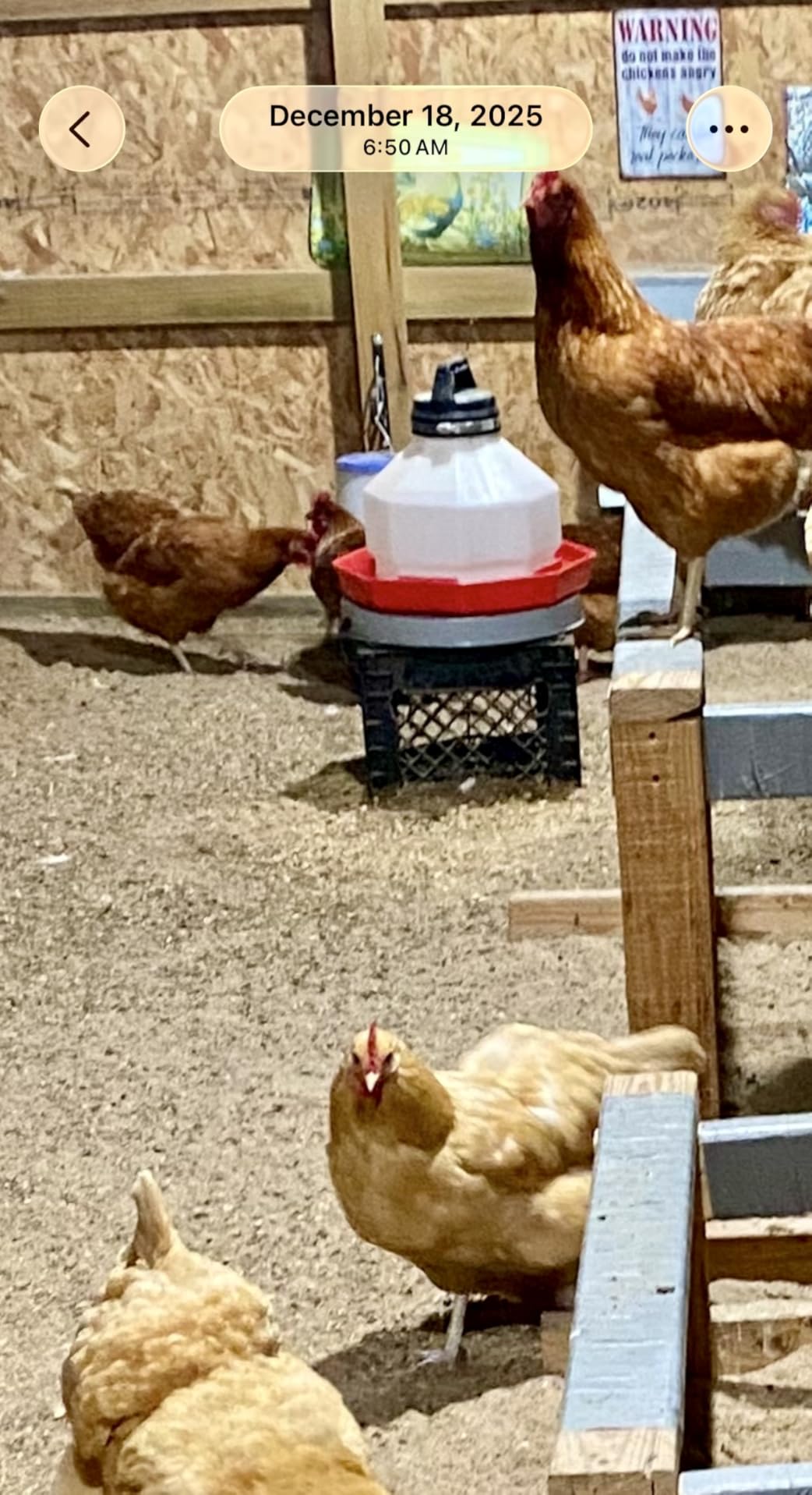 Chicken Water Heater for Winter, 11 Inch Heater Base with 6 Ft Cord customer photo 1