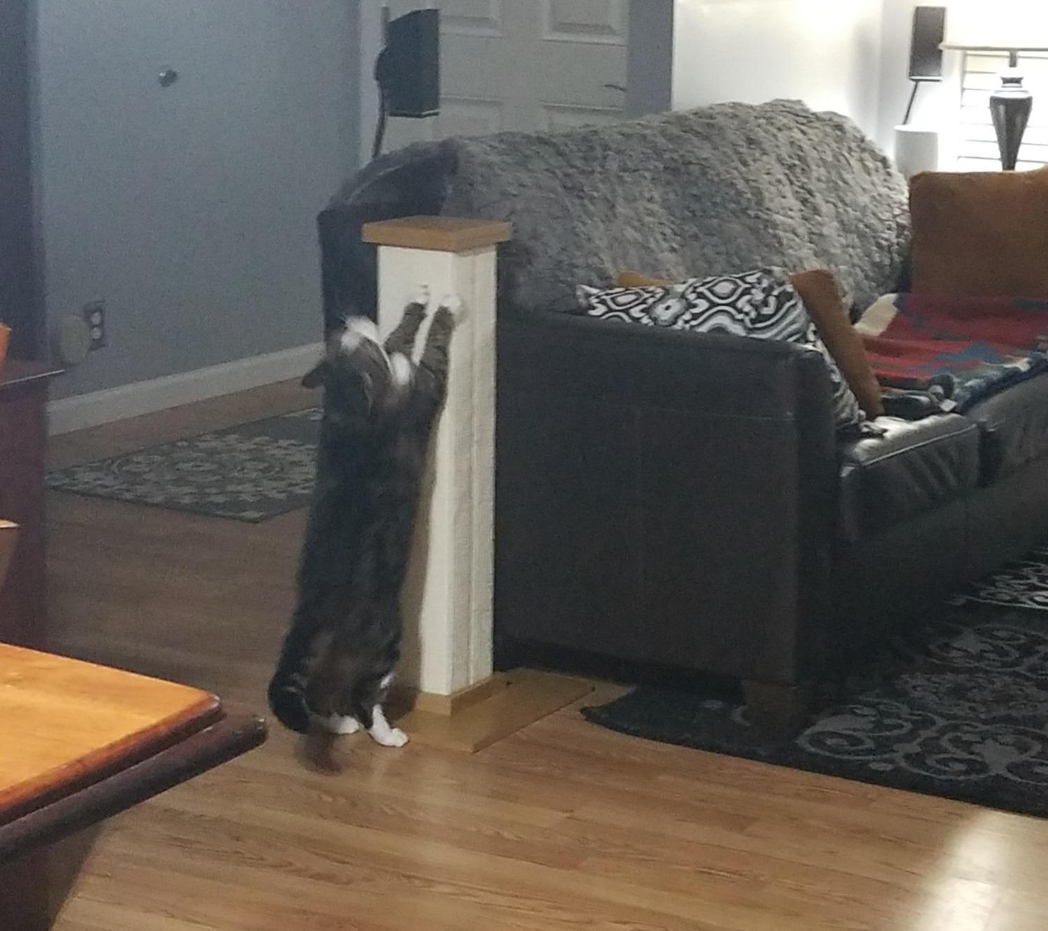 SmartCat Pioneer Post customer photo 2