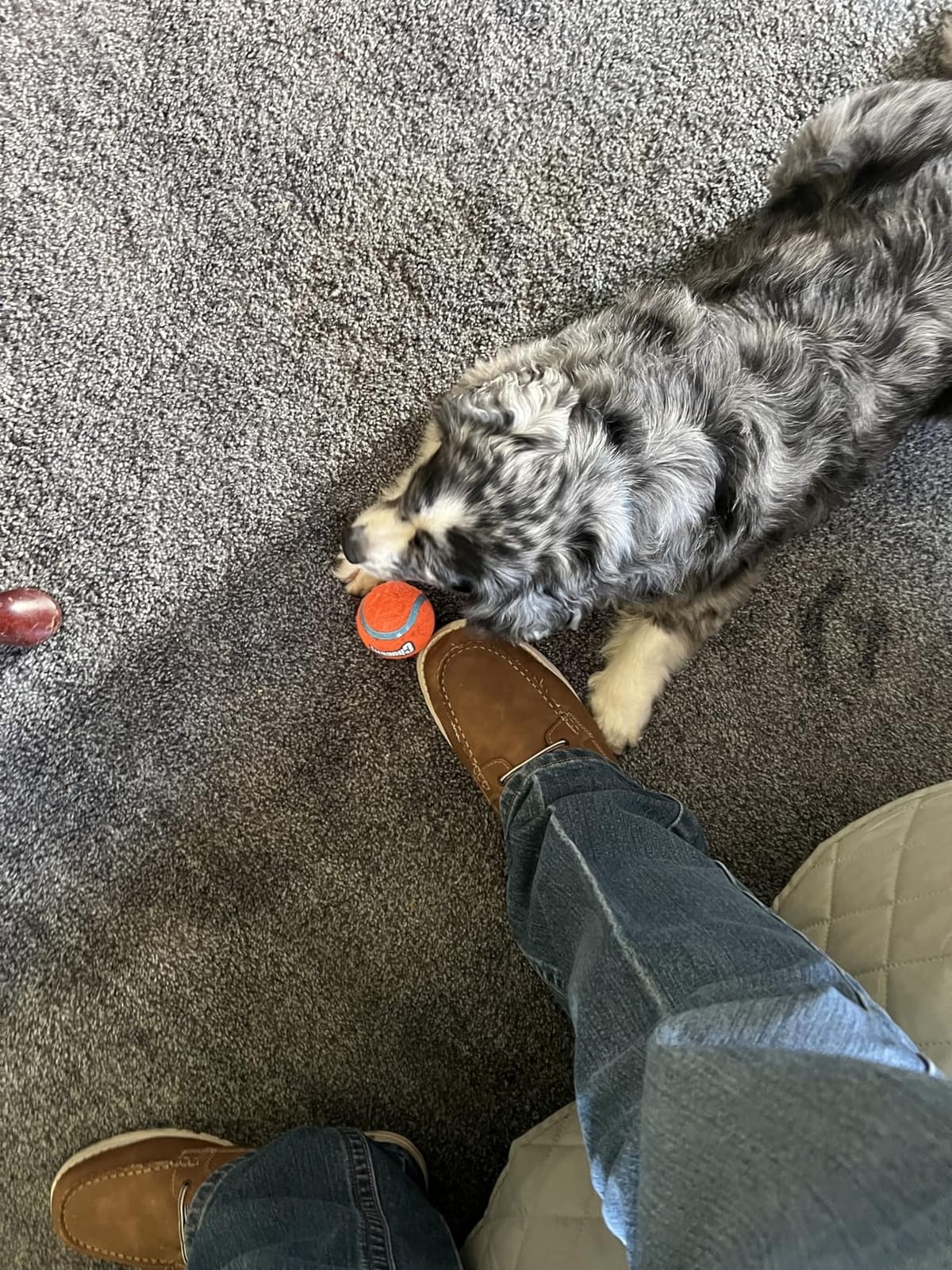 Chuckit! Ultra Ball customer photo 1