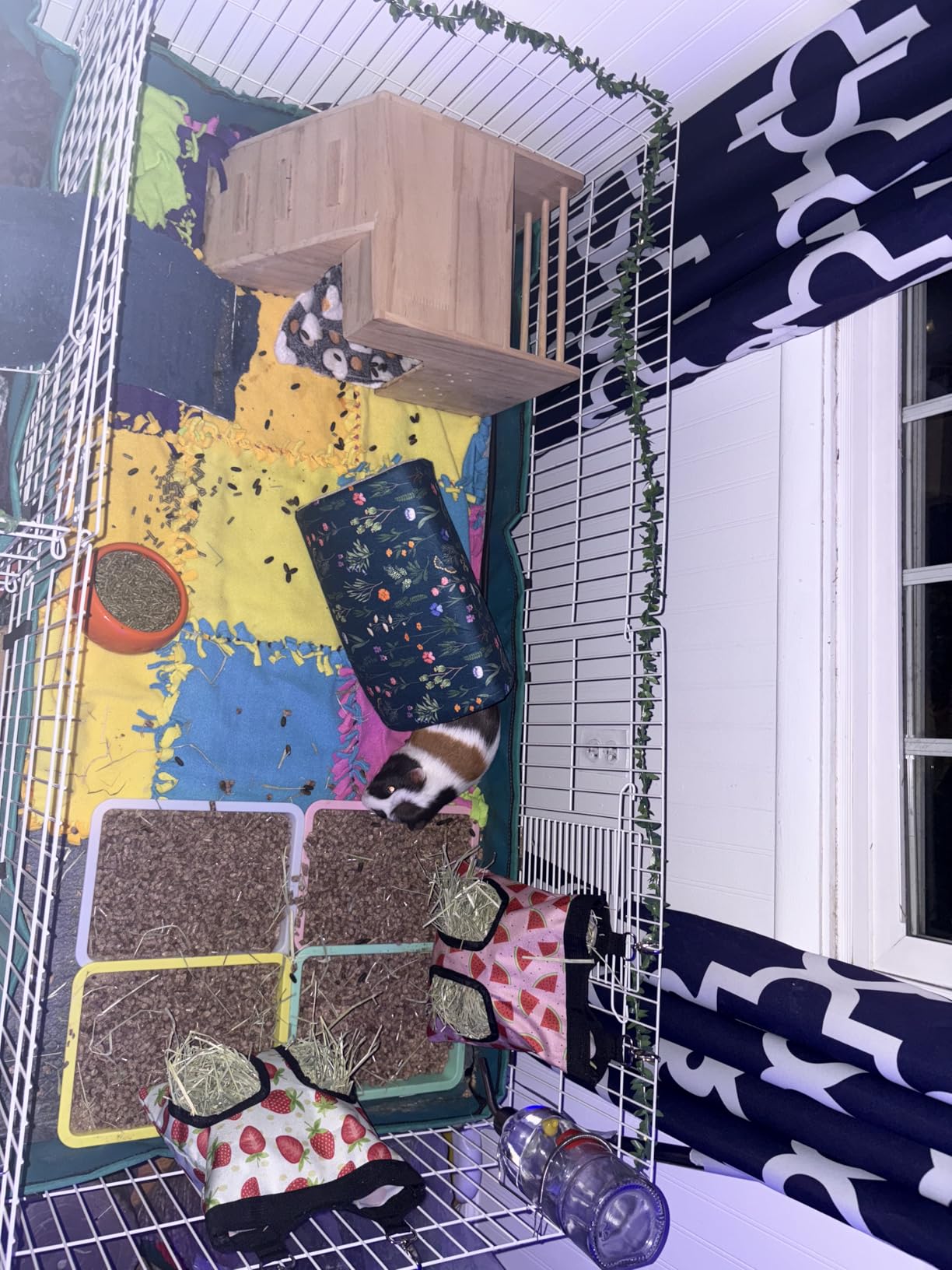 MidWest Homes for Pets Guinea Habitat Cage, Washable PVC Canvas Bottom, Secure Sides, Tool-Free Setup, Expandable Small Animal Cage for Guinea Pigs, 171GH customer photo 1