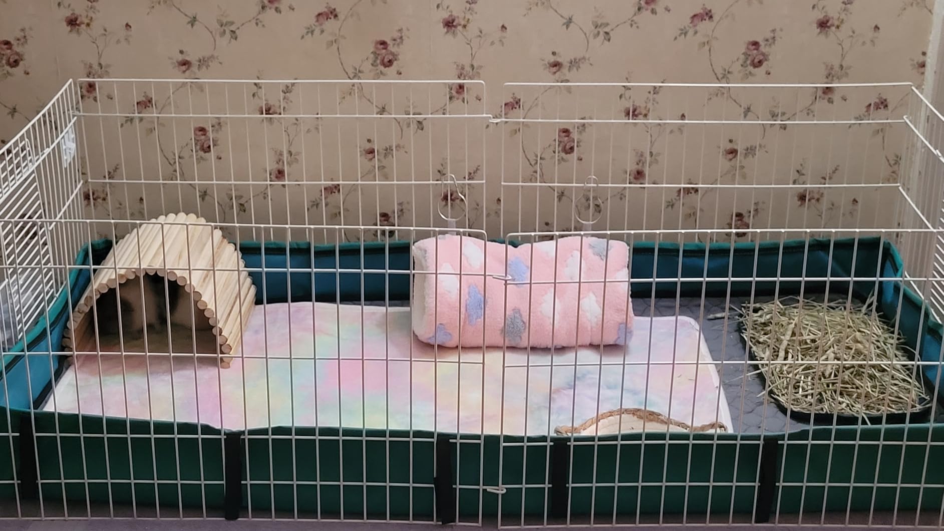 MidWest Homes for Pets Guinea Habitat Cage, Washable PVC Canvas Bottom, Secure Sides, Tool-Free Setup, Expandable Small Animal Cage for Guinea Pigs, 171GH customer photo 2