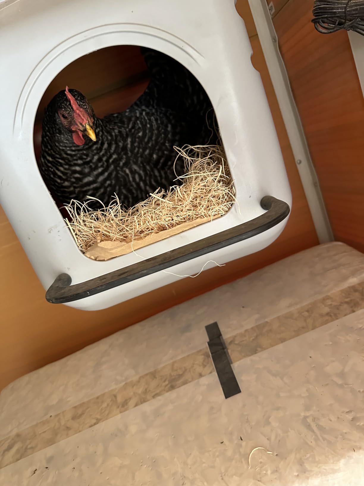 Little Giant Single Plastic Nesting Box Chicken Nest Box with Perch (Item No. 163620) customer photo 1