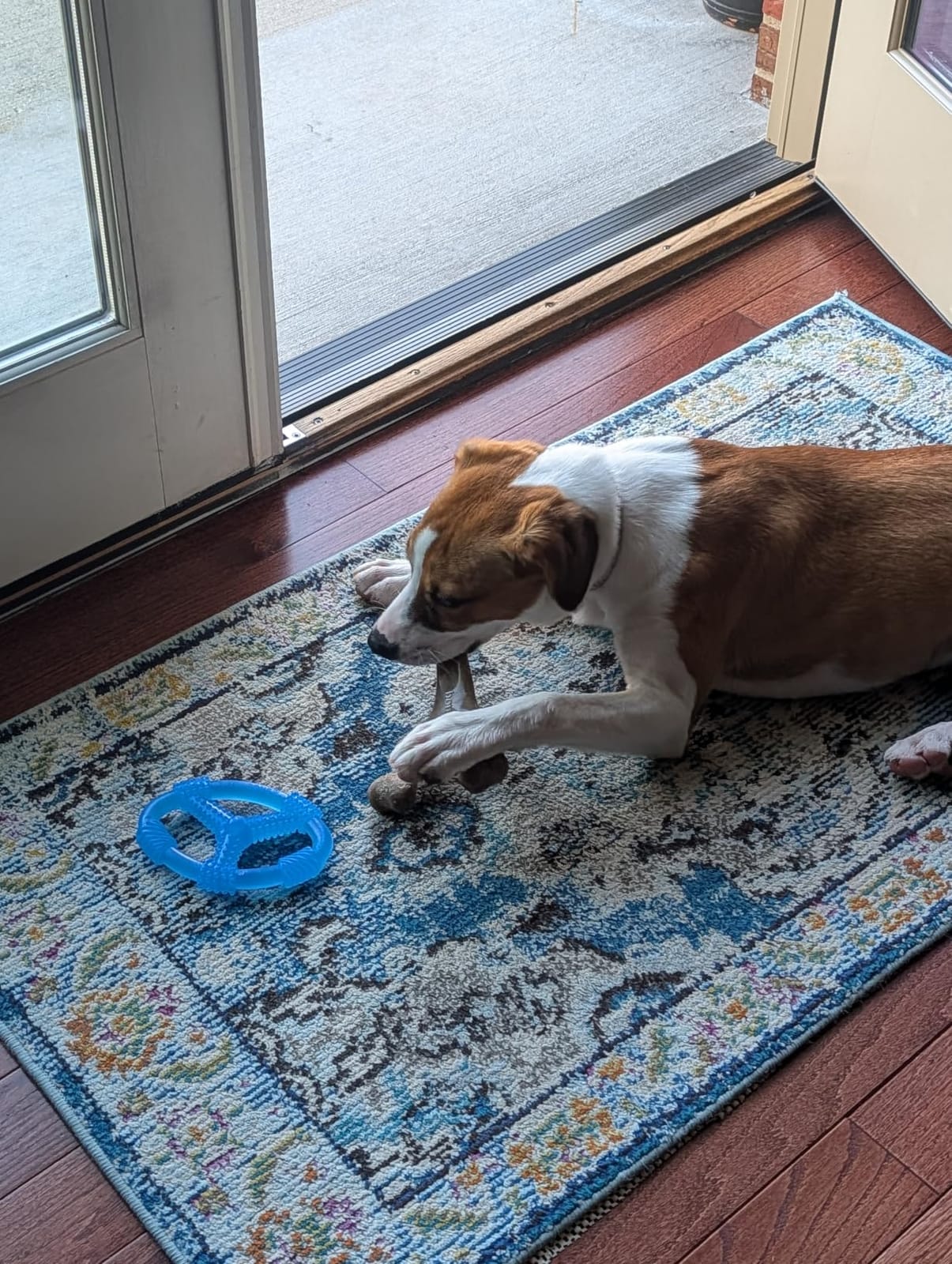 Benebone Wishbone Chew customer photo 1