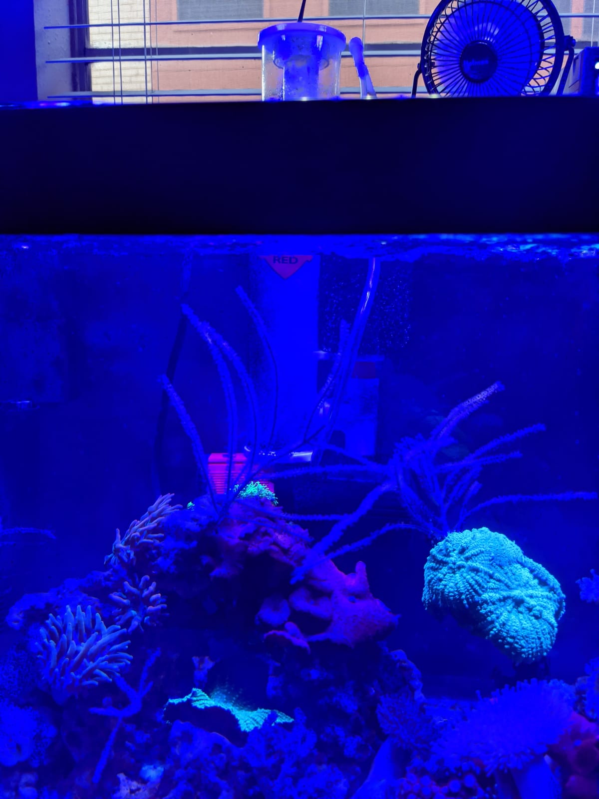 RDC 150 Hang On Protein Skimmer for Saltwater Aquarium, Internal Needle Wheel Skimmer 7.8W Red Devil SP1 Pump, Quiet Filtration System for Marine Reef Coral Tank up to 40 Gallon customer photo 1