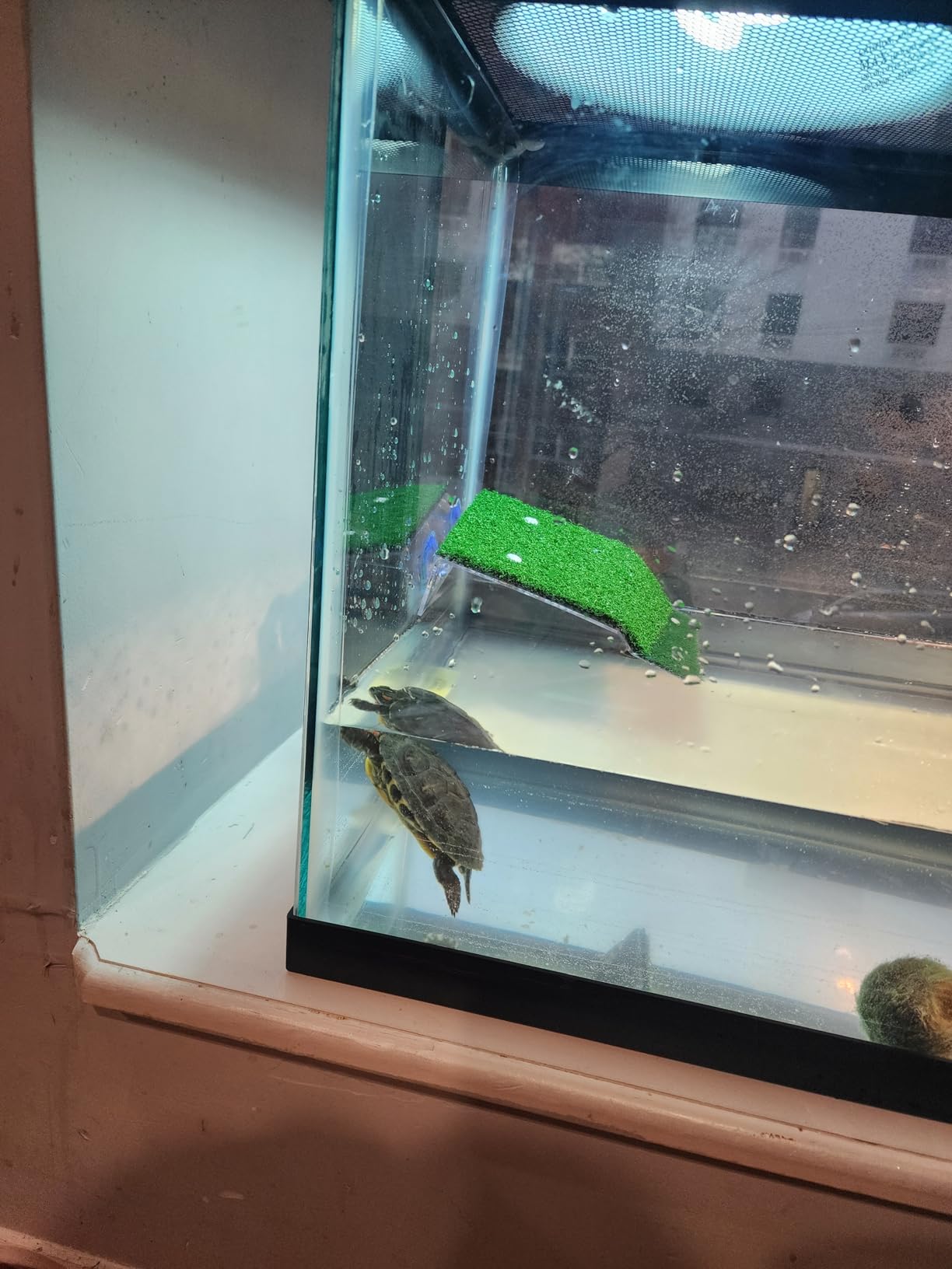 Luigi's Fish Tank Cleaner - Turtle Tank Accessories - Gravel Vacuum for Aquarium - Hand Siphon Hose to Remove and Change Water or Sand in Minutes - Aquarium Cleaning Tools customer photo 1